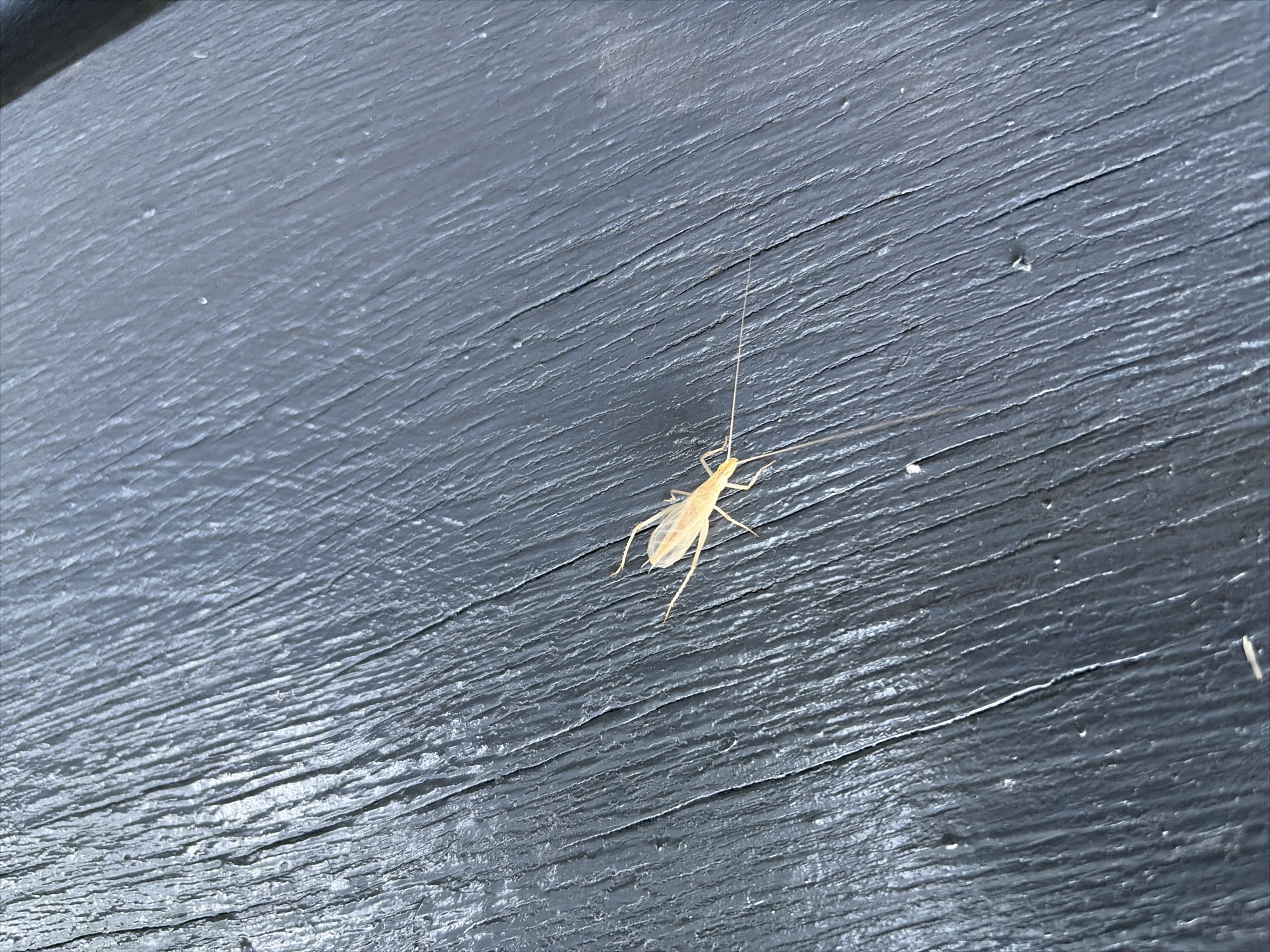 A light tan insect with long, thin antennae and transparent wings is centered on a dark, textured wooden surface. The wood grain runs diagonally from the upper left to the lower right of the frame. The insect's body is elongated, and its legs are spread out. The surface appears to be outdoors. The location is Oxentea, Moldova.