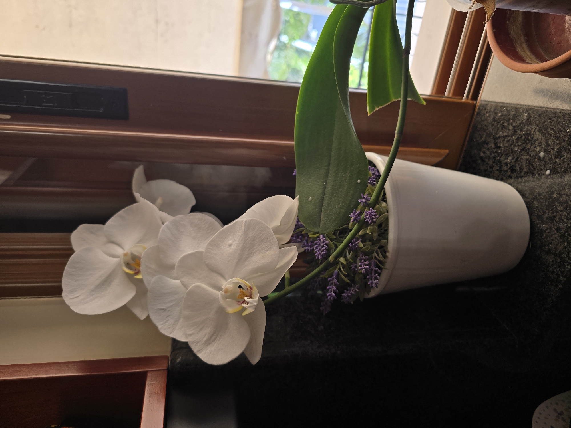 A white orchid with three blooms and a large green leaf sits in a white pot. The pot is on a dark countertop next to a wooden window frame. The window has a light-colored blind and a view of green trees. A small terracotta pot is partially visible in the lower right corner. The image appears to be taken indoors, likely in a home or office environment in Ilion, Greece.
