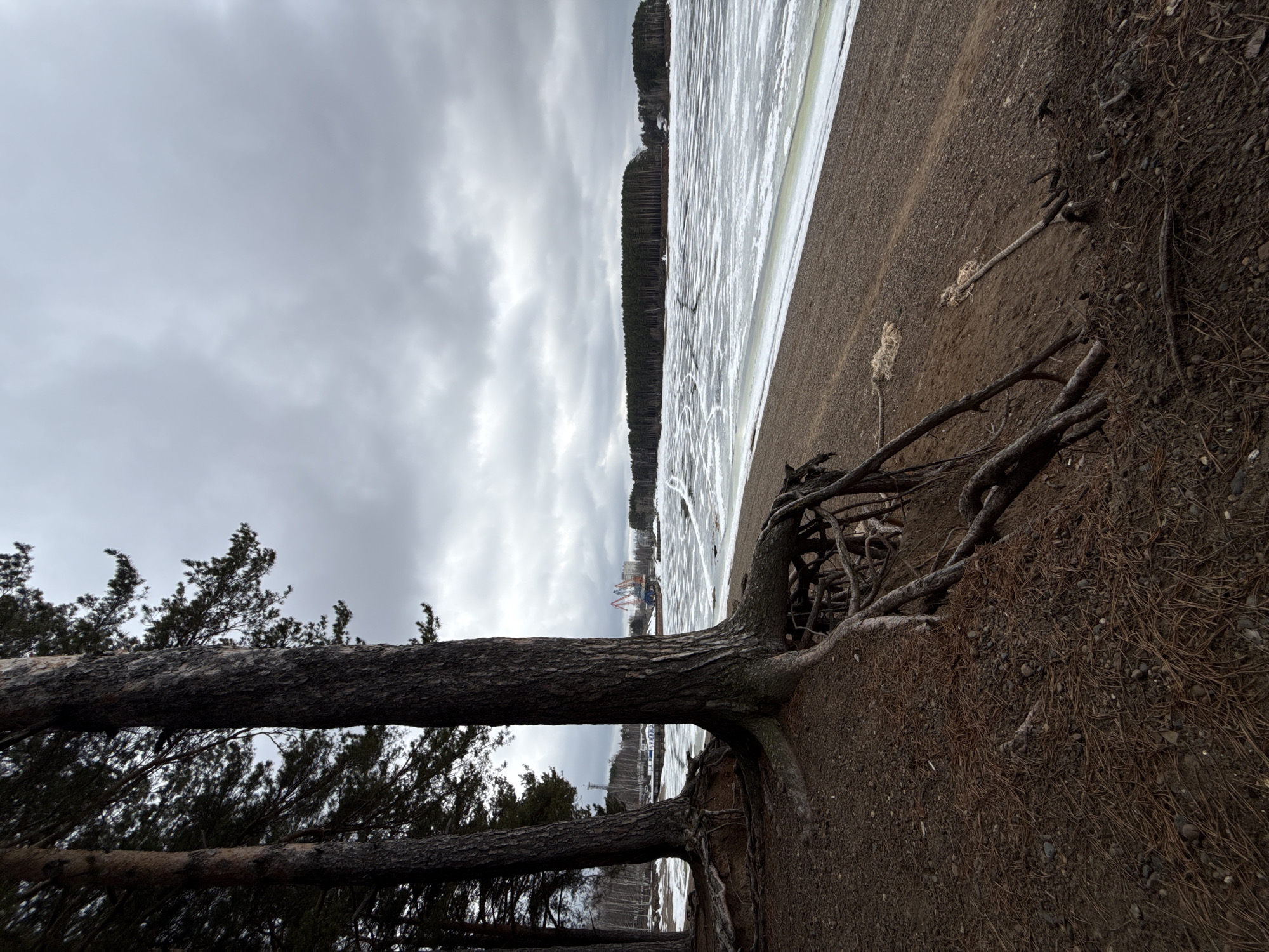 The image depicts a landscape in Chaikovsky, Russia, likely near a body of water. Overcast skies dominate the scene. A partially frozen body of water, presumably a lake or river, stretches into the distance, bordered by a strip of trees on the opposite shore. A tree with exposed roots lies horizontally in the foreground, partially obstructing the view. The ground is covered in dark soil, pine needles, and small rocks. In the distance, there are structures, including what appear to be cranes or amusement park rides, suggesting a developed area.