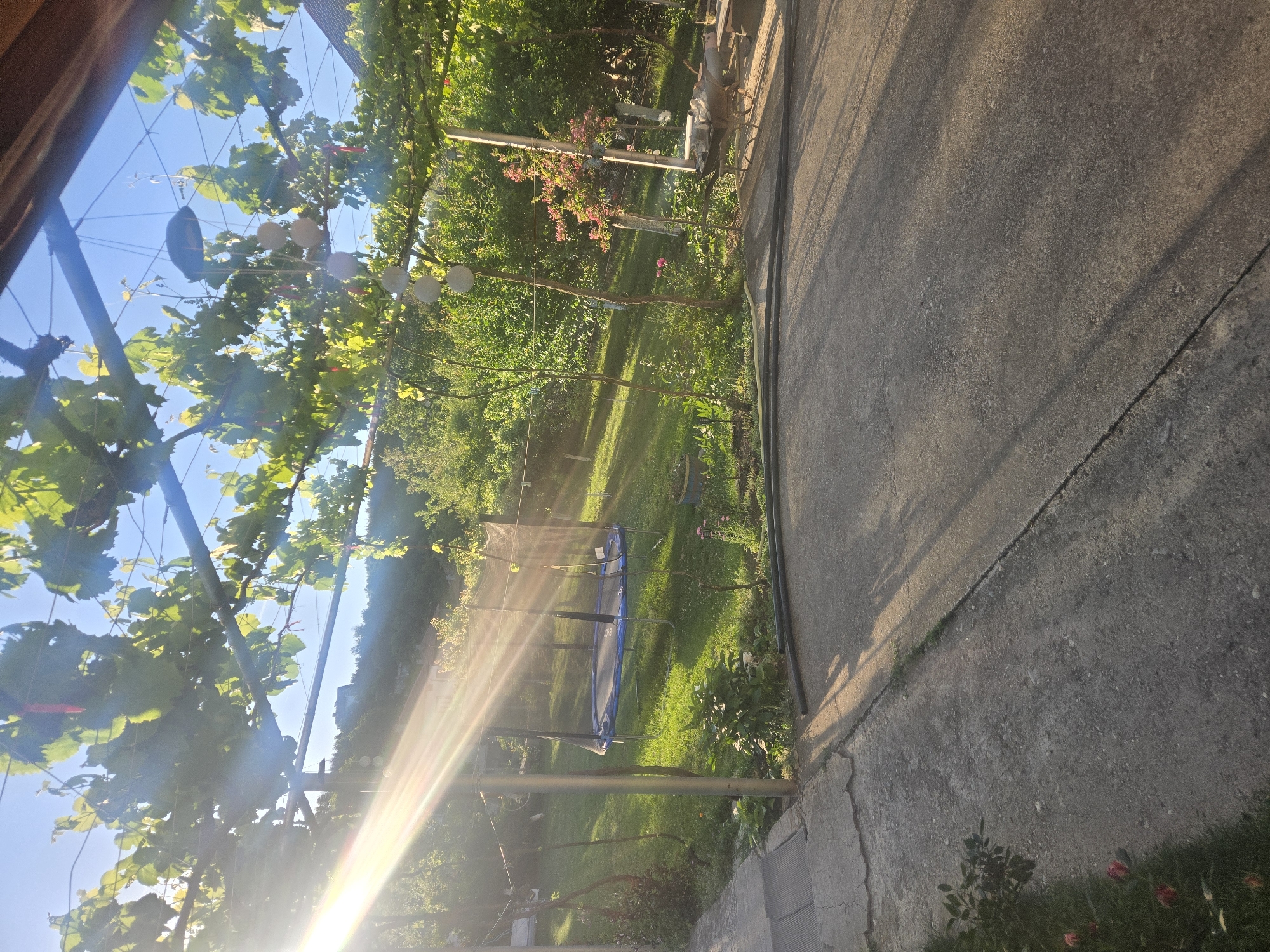 The image depicts a yard, likely in a residential area, with a grapevine-covered structure overhead on the left. Sunlight streams through the structure, creating a strong lens flare. In the middle ground, there is a trampoline on a grassy lawn surrounded by trees. To the right, there is a concrete or asphalt surface extending into the foreground. Some plants are visible near the concrete surface. The location appears to be somewhere in the city of Unknown, Unknown.
