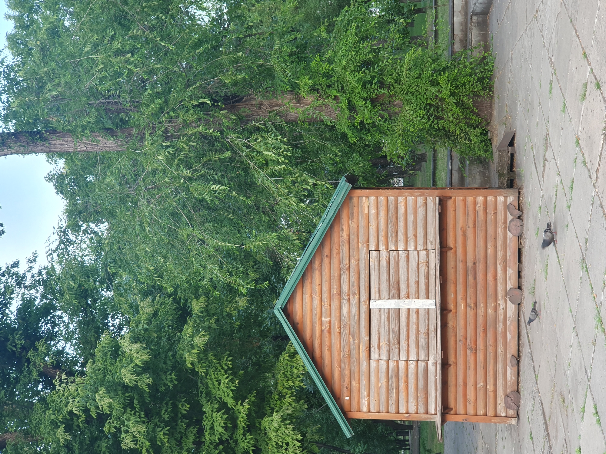 A small, wooden kiosk with a green metal roof stands in an outdoor park area. The kiosk is constructed from horizontal logs and has two shuttered windows. Two pigeons are visible on the paved ground in front of the kiosk. A large tree with dense green foliage is located to the right of the kiosk. The ground is paved with concrete slabs and has patches of grass growing between them. The background features more trees and a slightly overcast sky.