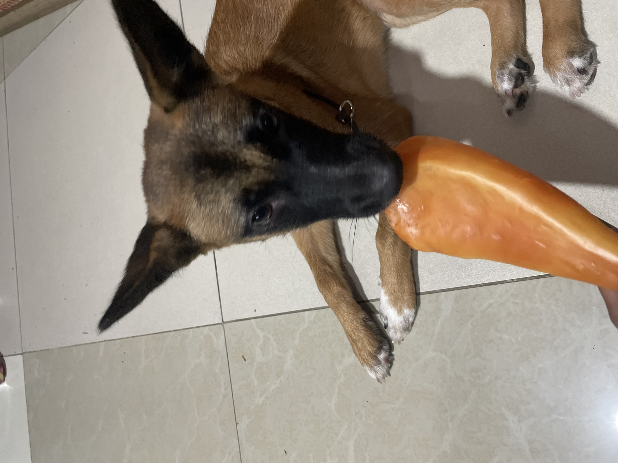 A young, tan and black dog, characteristic of a puppy or juvenile, is observed lying on a light-colored tiled floor in Davao City, Philippines. The dog features prominent upright ears, a black muzzle, dark eyes, and tan fur with darker markings on its face and ears. White fur is visible on its paws. A thin black collar with a small metallic ring is present around its neck. The dog's head is lowered, and its muzzle is in contact with a smooth, shiny, orange-amber object, consistent with an elongated and tapered chew toy. A human hand is partially visible in the lower left quadrant, appearing to support the object. The environment is an indoor setting with light-colored, square ceramic floor tiles and visible grout lines, displaying minimal scattered debris.