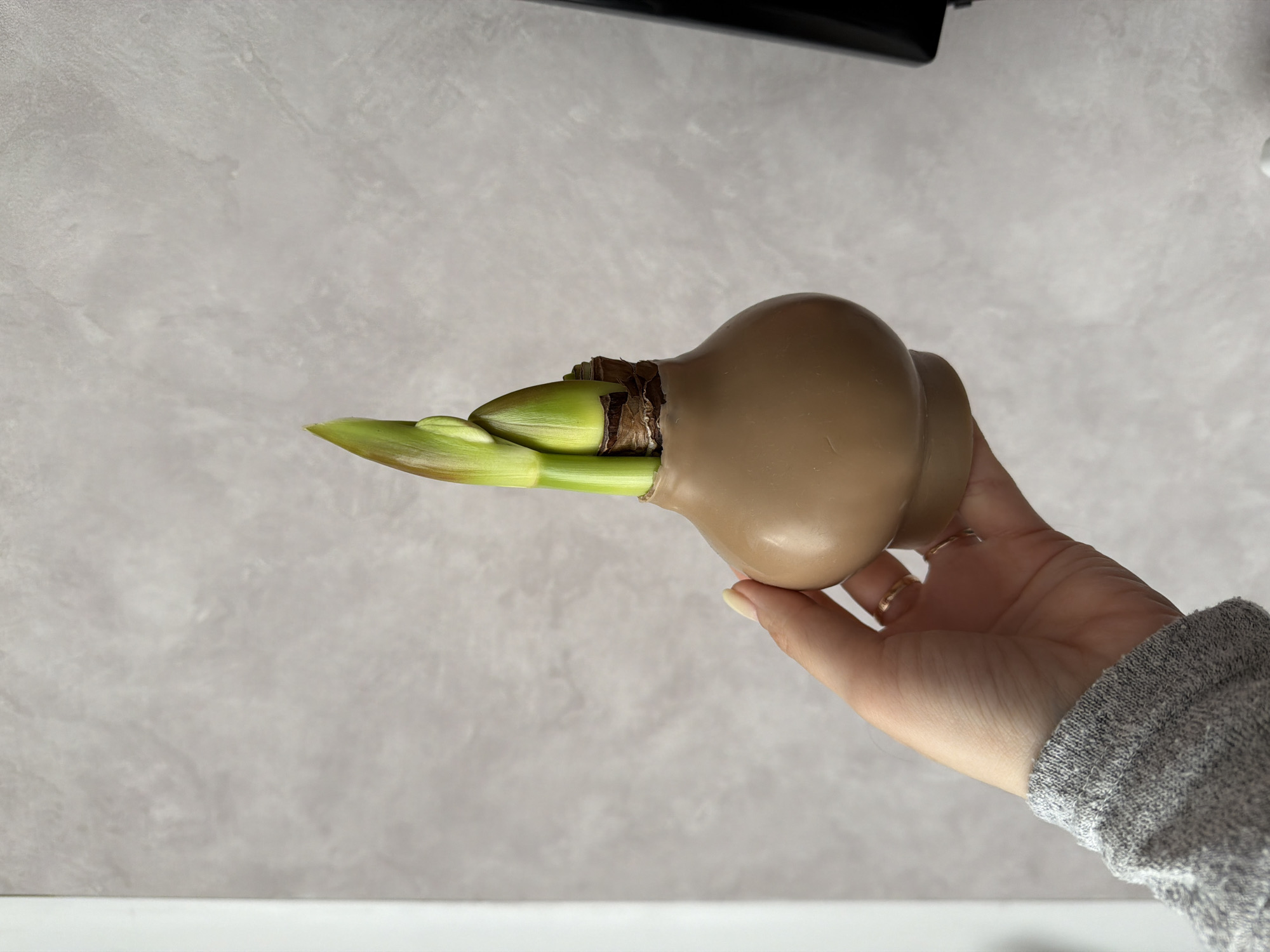 A hand holds a brown, pot-shaped vase containing a green amaryllis bulb with growing shoots. The background features a light gray wall and a white surface. Part of a dark object is visible at the top of the image.