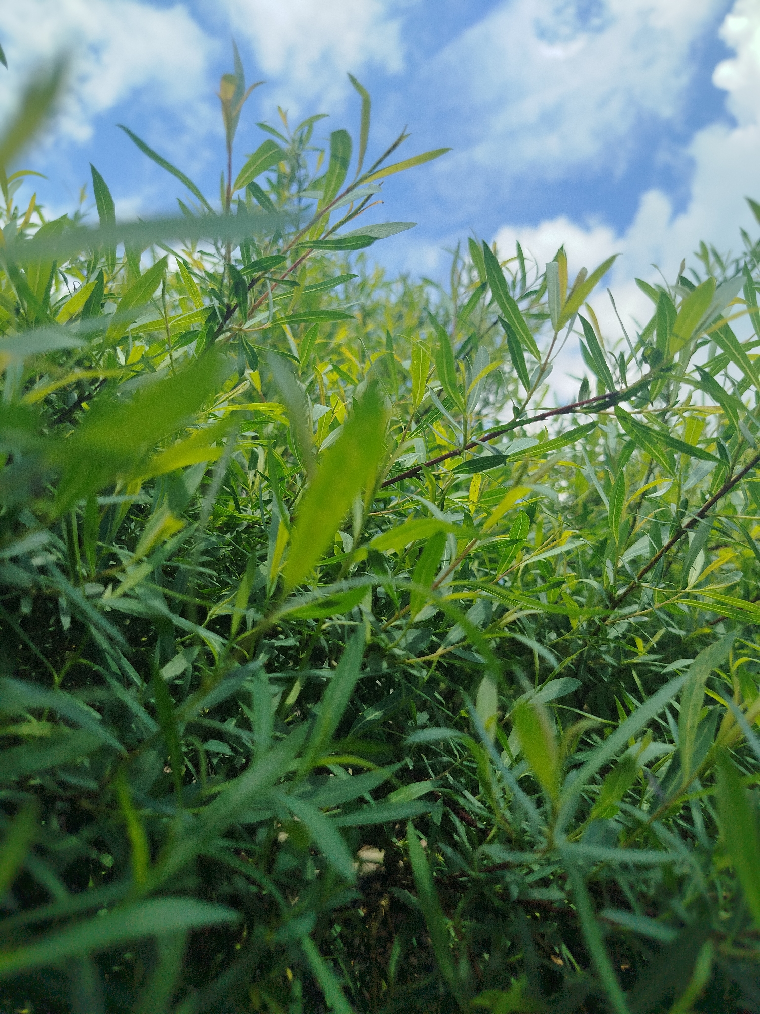 The image shows a close-up view of green, narrow leaves against a blue sky with white clouds. The leaves appear to be from a plant, possibly a shrub or small tree, with branches visible among the foliage. The viewpoint is looking up from within the plant, creating a sense of immersion in the greenery. The location is Боровково, Russia.