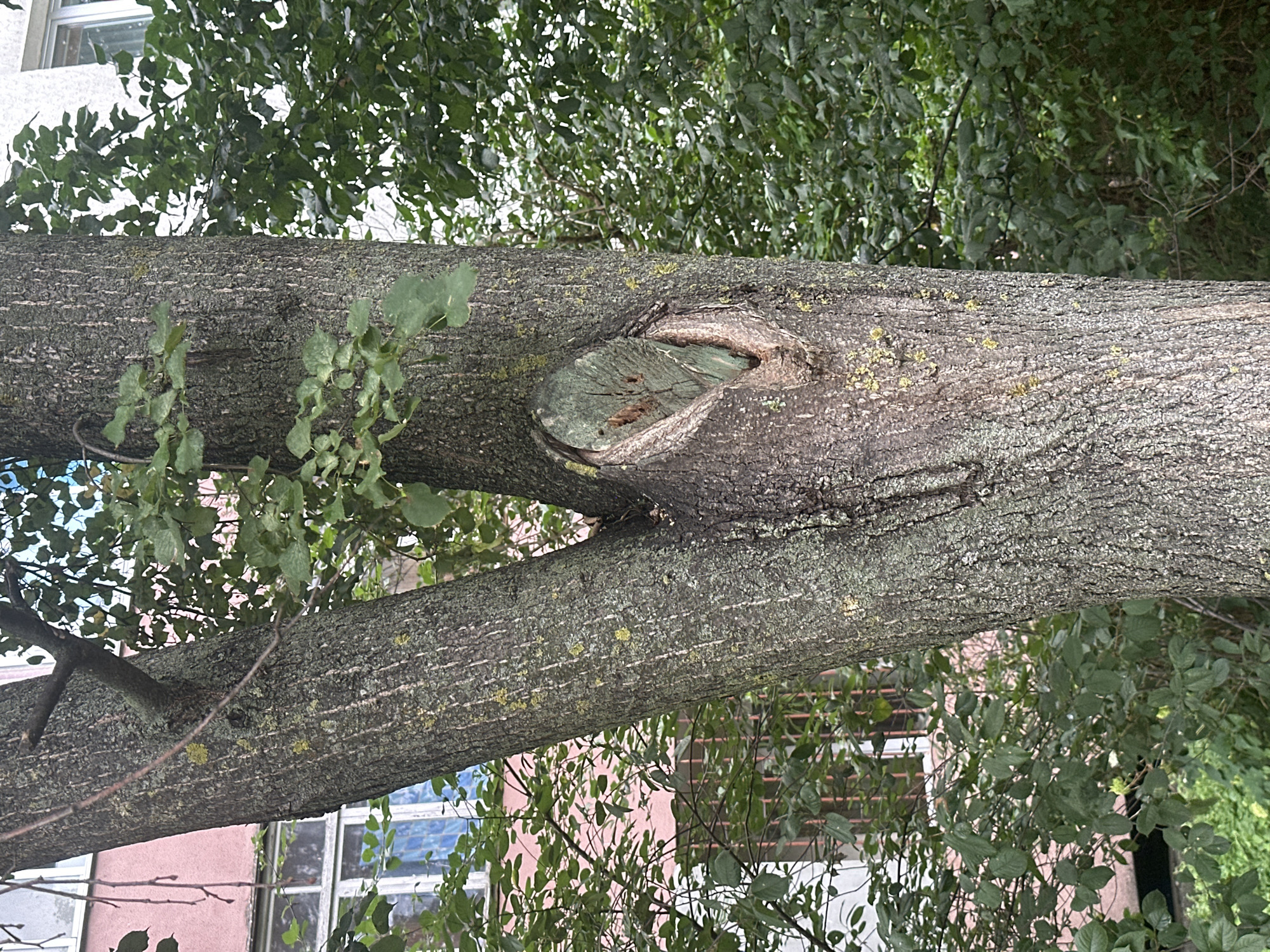 A medium shot captures a split tree trunk with a prominent hollow on the right side. The tree is situated in a city environment with buildings visible in the background. The building on the left is pink with windows, and the building on the right is lighter in color, also with windows. Green foliage from the tree and surrounding bushes fills the foreground and midground. The bark of the tree is rough and textured, with patches of lichen. The hollow in the trunk is oval-shaped and appears to be old, with weathered wood visible inside. There are no people or animals in the image. The lighting suggests an overcast day. The scene is located in the city of Minsk, Belarus.