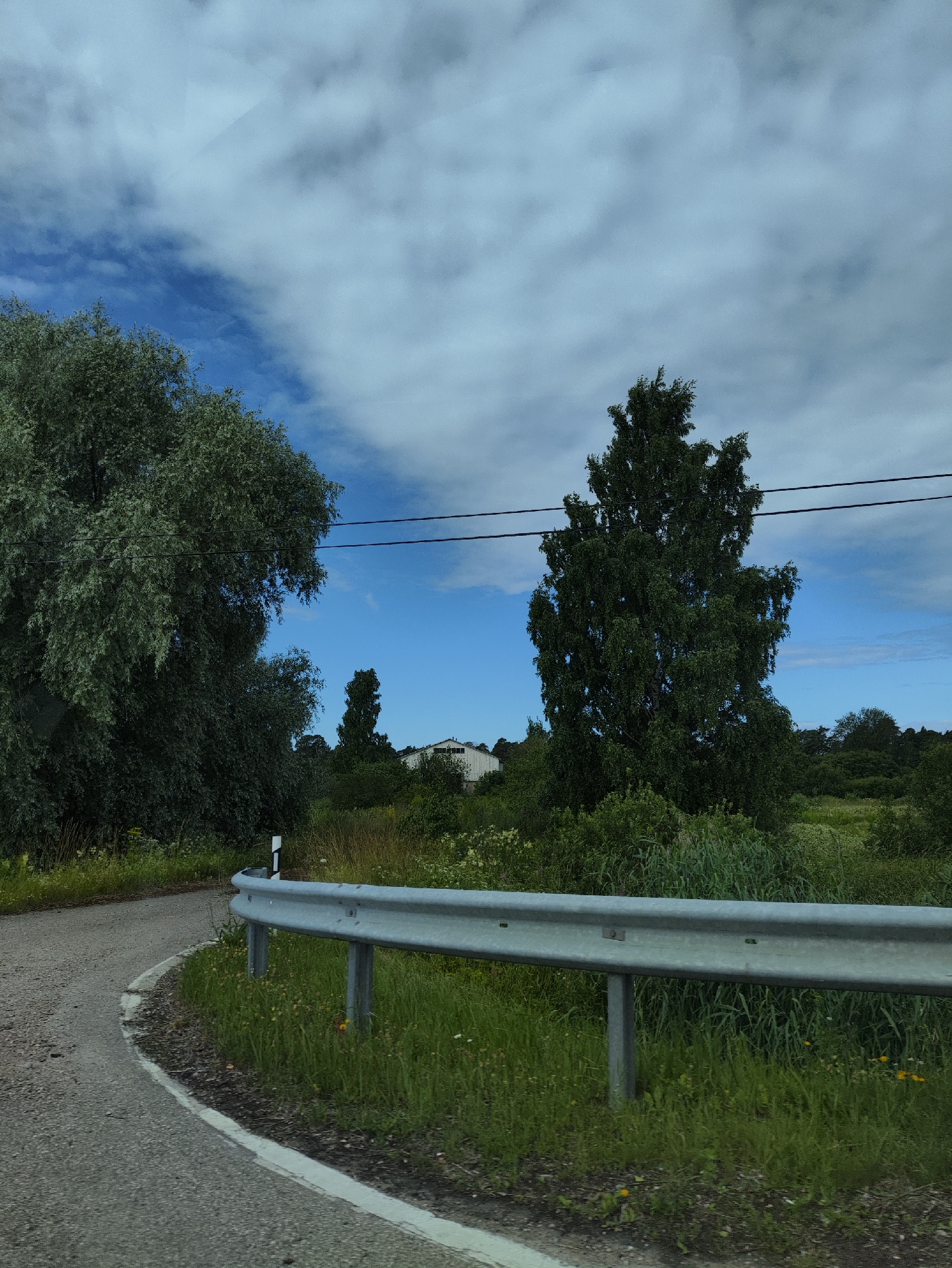 The image captures a rural road scene on a cloudy day in Salacgrīva, Latvia. A curved asphalt road, with a white line marking its edge, is bordered by a metal guardrail. To the left of the road, a large, leafy tree dominates the foreground, with its branches extending towards the sky. Beyond the guardrail, a field of green grass with scattered yellow wildflowers stretches into the distance. In the middle ground, a tall, dark green tree stands prominently, with a white building visible behind it. Several power lines are strung across the sky. The overall environment suggests a countryside setting with agricultural structures and natural vegetation.