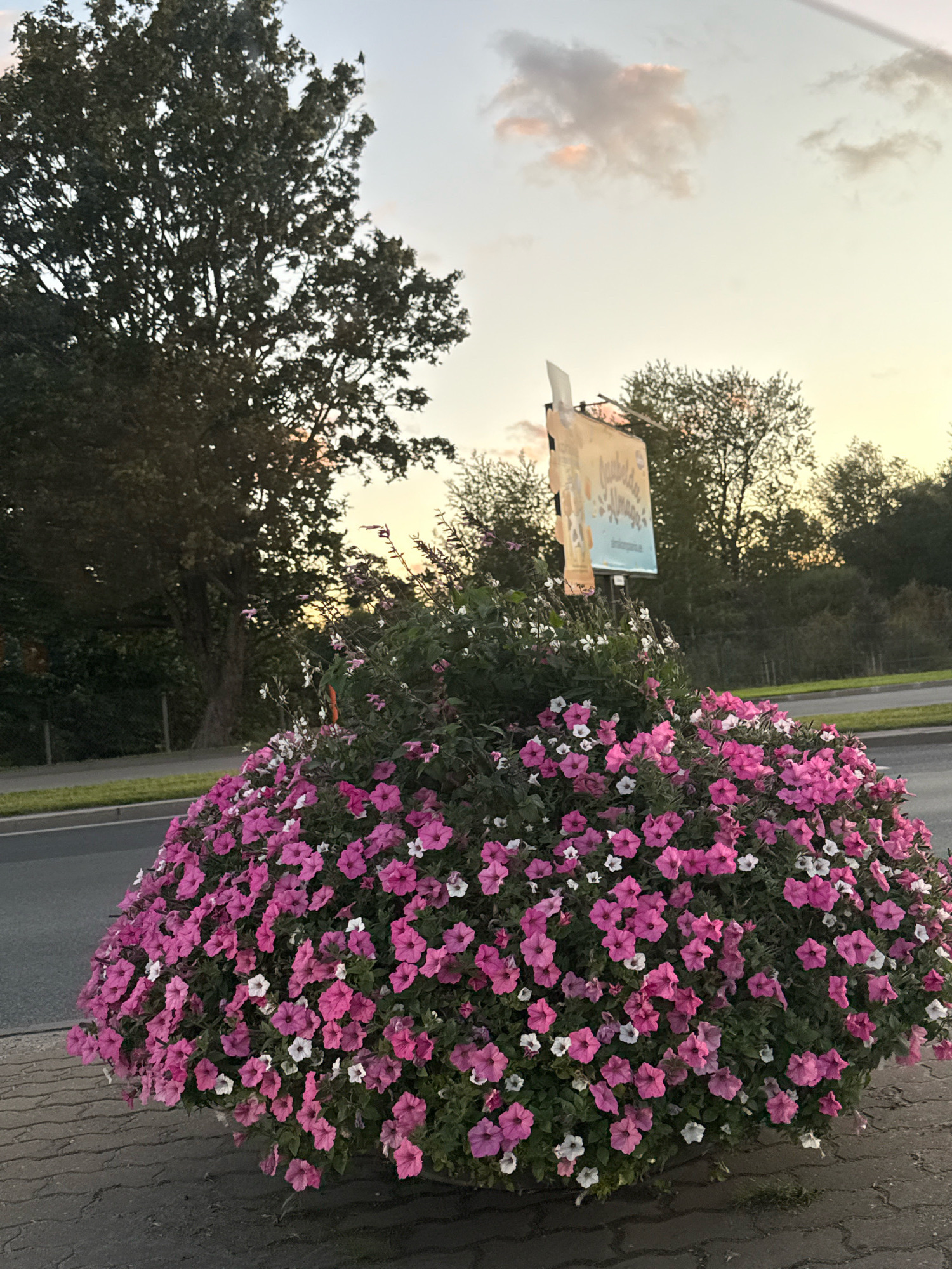 The image shows a large planter filled with pink and white petunia flowers. The planter is located on a cobblestone surface next to a paved road. In the background, there are trees and a signpost with an advertisement on it. The sky is light blue with some wispy clouds. The image appears to have been taken at dusk. There are no people visible in the image. The location is not identifiable as Tallinn, Estonia.
