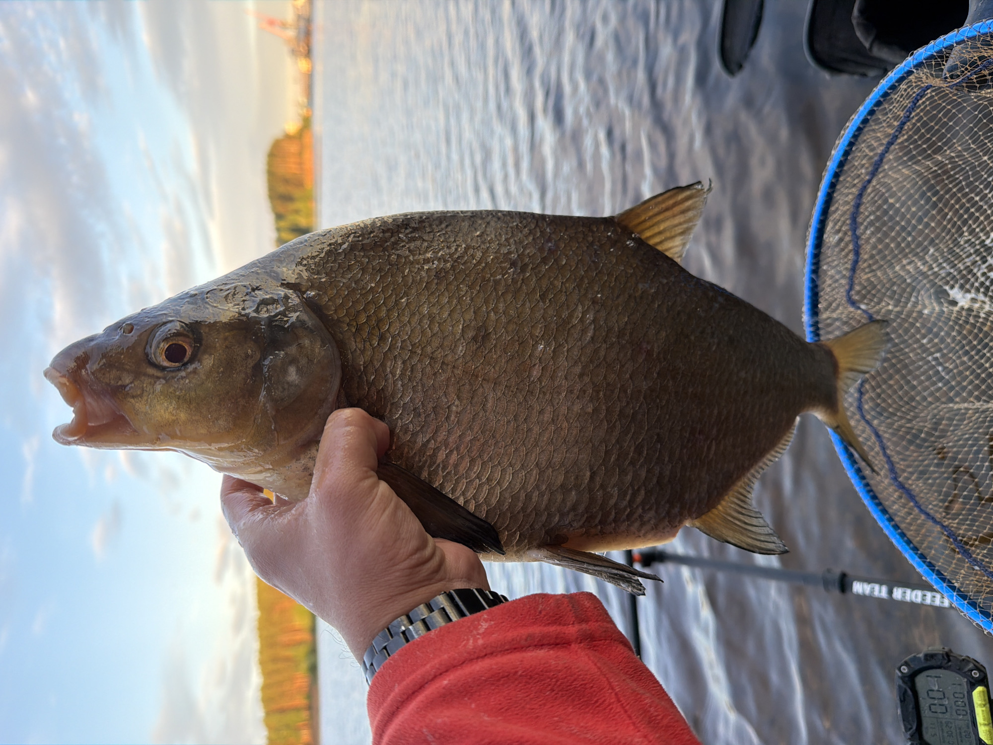 In the city of Chaikovsky, Russia, at sunset, a person in a red jacket holds a large, bronzed fish. The fish's scales are clearly visible, and its mouth is open. The person is wearing a black wristwatch. The background shows a body of water, a distant tree line with orange hues, and a cloudy sky. A fishing net with a blue rim is visible at the bottom of the image, and a digital fishing scale displaying "0.011" and "0.000" is also present. A fishing rod with the inscription "FEEDER TEAM" is partially visible behind the fish. The overall scene depicts a successful fishing expedition.