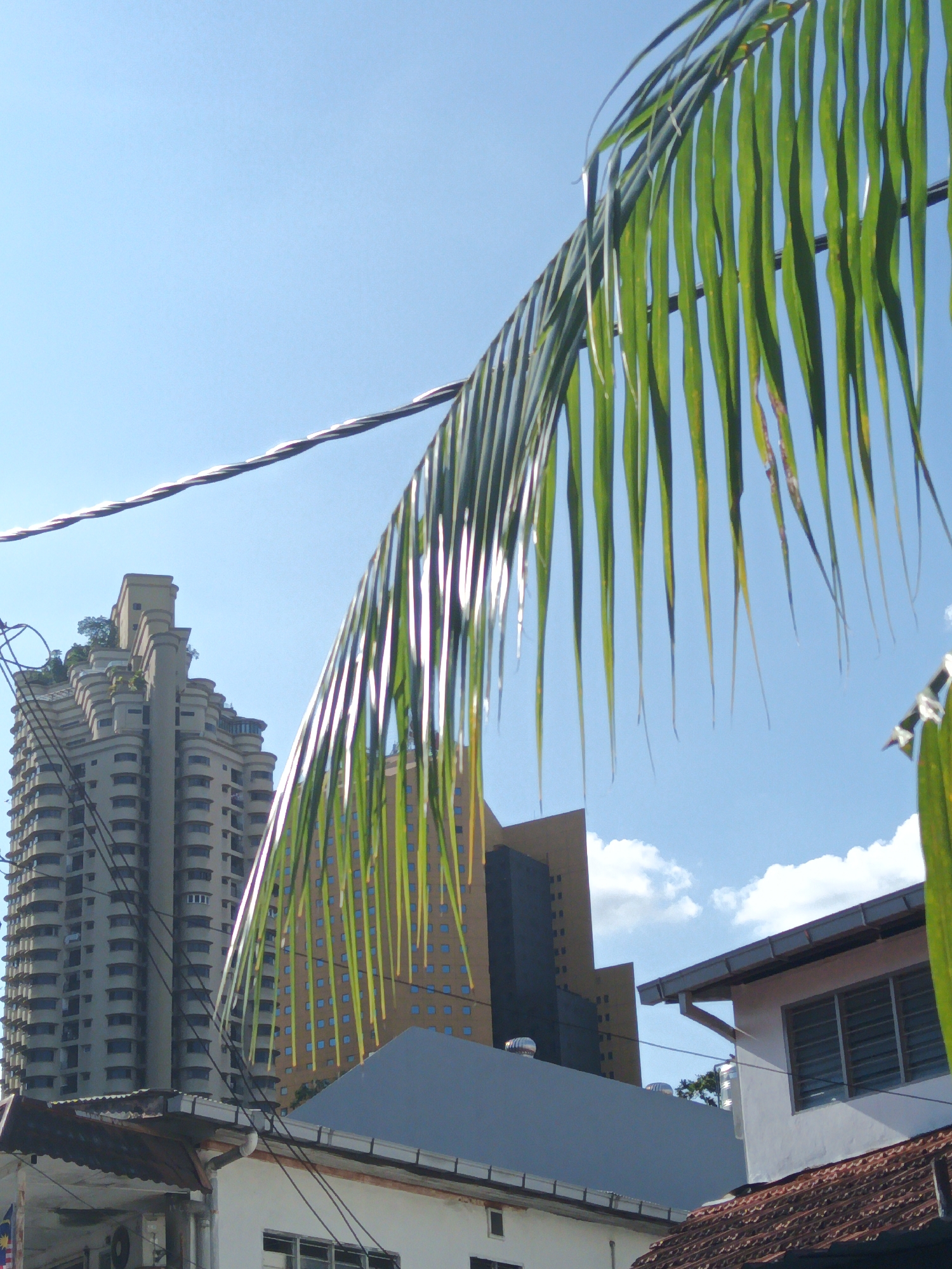 The image depicts an urban scene under a clear blue sky with scattered clouds. In the foreground, a frond of a palm tree hangs across the frame, its green leaves catching the sunlight. Behind the palm frond, a cluster of buildings is visible. To the left, a tall, beige skyscraper with a stepped, tiered design and rounded corners dominates the view. The skyscraper features numerous balconies and windows. In the middle ground, a brown building with a grid of small blue-tinted windows stands. In the foreground, parts of lower buildings with tiled roofs and white facades are present. Power lines crisscross the scene, connecting various structures. The presence of palm trees and modern architecture suggests a location in a tropical or subtropical urban environment. Considering the distinct architectural style of the tall skyscraper on the left, this image appears to be taken in Kuala Lumpur, Malaysia, possibly near a residential or commercial district where such high-rise buildings are common. There are no people visible in the image. The overall atmosphere is bright and sunny.