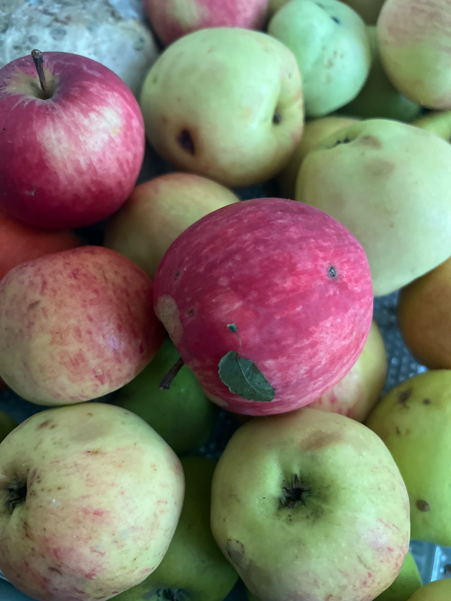 A close-up, overhead shot captures a pile of apples in various stages of ripeness and color. The apples are a mix of red, yellow, and green, with some exhibiting blushing red streaks over a yellow or green base. A few apples have visible blemishes, such as small brown spots or slightly bruised areas. One prominent red apple in the center has a small green leaf attached to its stem. The background is out of focus but appears to be a light-colored, textured surface. The lighting is natural and diffused, casting soft shadows among the fruit.