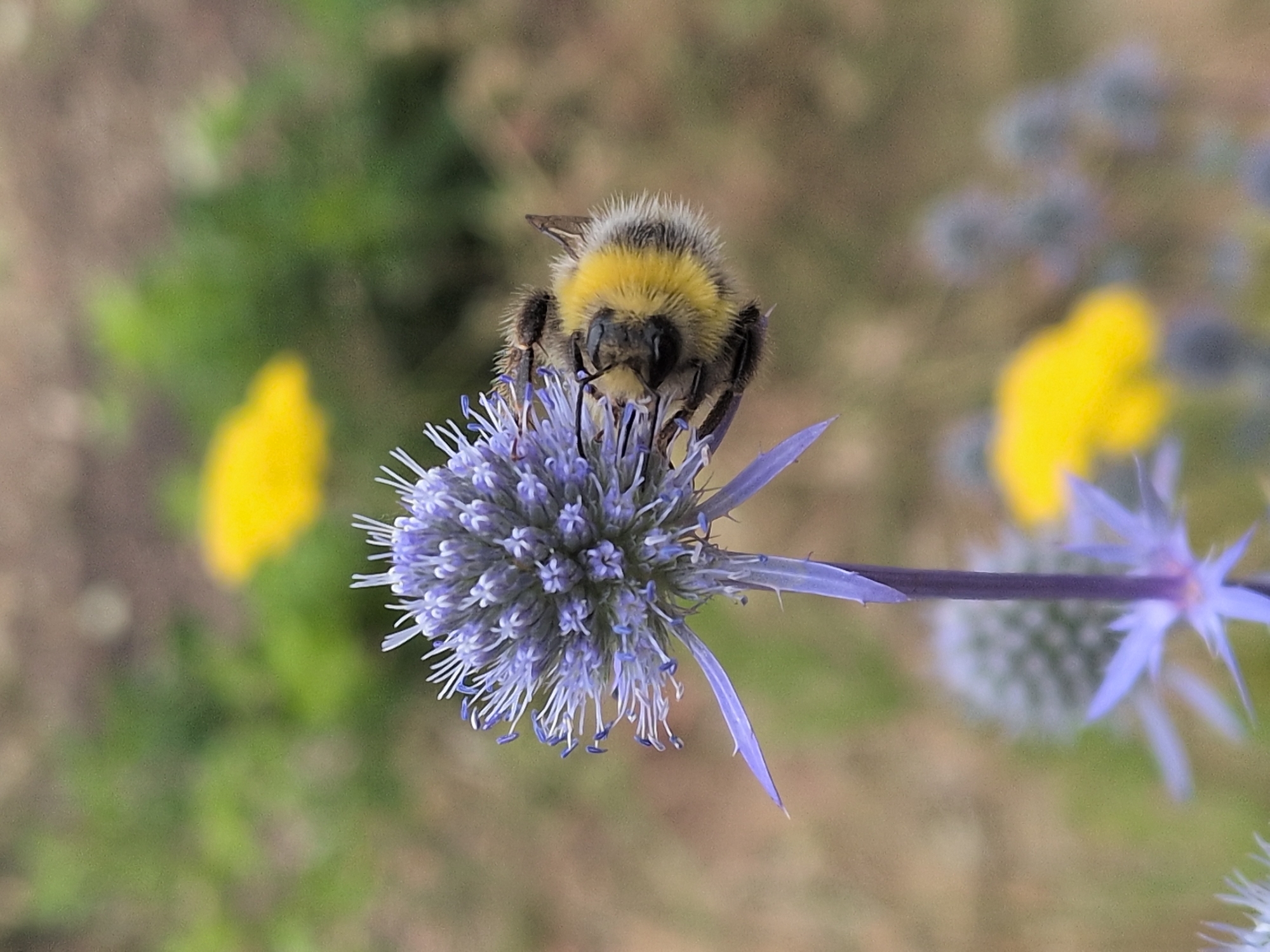 A close-up, vertical, medium shot captures a bumblebee with yellow and black markings on a purple thistle-like flower. The bumblebee is positioned on the right side of the flower, its body extended as it appears to be collecting nectar. The flower has numerous small, spiky purple petals and stamens, and a sharp, pointed bract extending downwards. In the background, out of focus, are areas of green foliage and two blurred yellow shapes, possibly other flowers. The scene appears to be outdoors, in a garden or natural setting. The image is sharpest on the bumblebee and the central part of the flower. There is no information about the location in Telford, United Kingdom.
