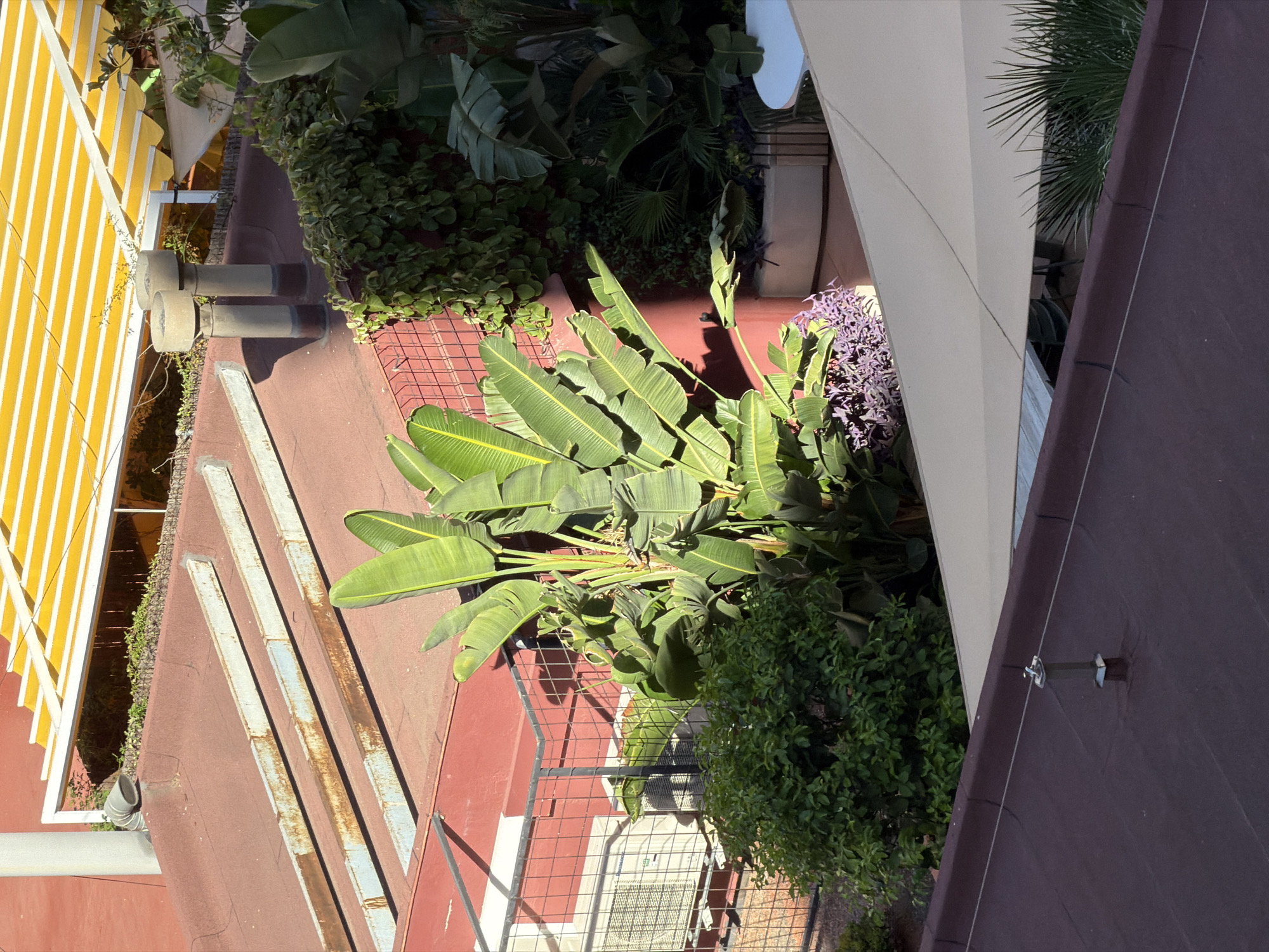 This media file depicts an outdoor scene, likely a rooftop or balcony, in Barcelona, Spain. The setting features a variety of lush greenery, including large-leafed plants that resemble banana plants and dense, smaller shrubs. A prominent feature is a vibrant yellow and white striped awning covering part of the area.
Several objects are visible, including what appear to be two large cylindrical ventilation pipes or chimneys emerging from a reddish-brown surface that could be a rooftop or wall. There are also some metallic structures, possibly support beams or railings, exhibiting signs of rust. In the background, a pale, curved structure and a dark brown surface are present, suggesting part of a building's architecture or shading.
The scene is illuminated by natural sunlight, indicating it is daytime. The angle of the sun suggests it could be morning or late afternoon. The overall impression is one of a well-maintained outdoor space with abundant plant life, possibly a residential or commercial property in a warm climate. There are no people or animals visible in the frame, and no text is discernible. The image is captured from a high vantage point, looking downwards and at an angle.