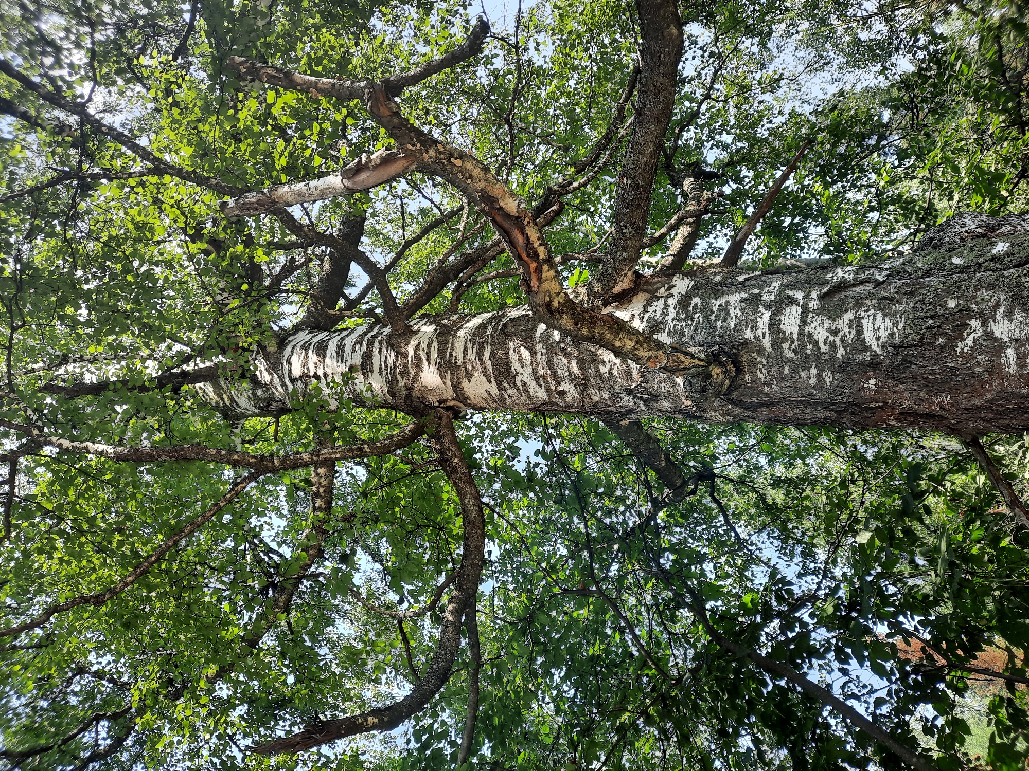 The image is a low-angle, full-frame shot of a birch tree in Zelnogorsk, Russia. The tree trunk, with its characteristic white and black bark, dominates the center of the frame. Thick branches covered in lush green foliage extend outwards and upwards, creating a dense canopy that filters sunlight. The sky is visible in patches through the leaves, appearing bright and possibly blue. The overall impression is one of natural abundance and dappled light. No people or specific man-made objects are visible, suggesting the scene is in a natural or park-like setting within the city.