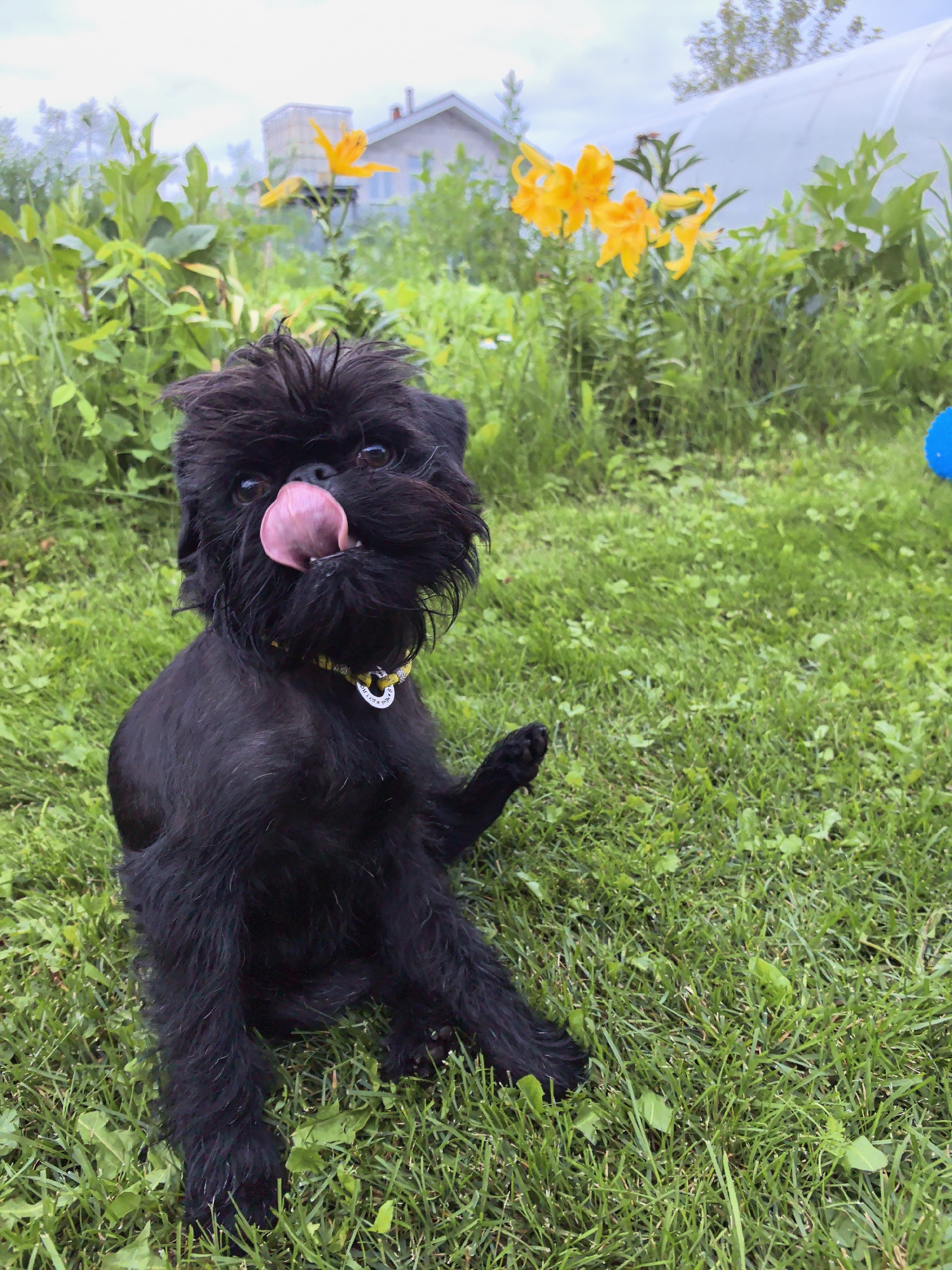 A black dog with its tongue out is sitting on green grass. In the background, there are yellow flowers and a house with a greenhouse. The image appears to be taken outdoors in a rural or suburban setting.