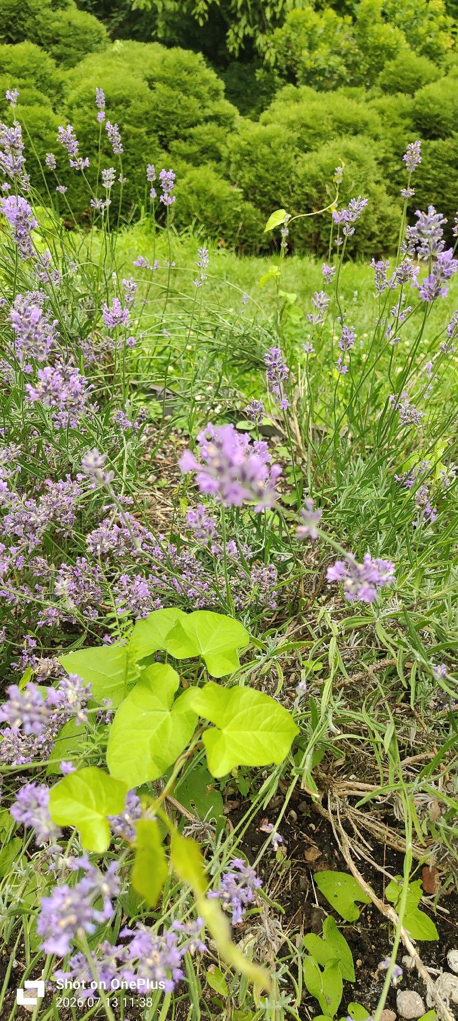 The image shows a close-up view of lavender plants with some green ivy leaves in the foreground. In the background, there are dense, trimmed green bushes, likely forming a hedge or part of a garden. The lighting suggests it is daytime. A watermark in the lower left corner indicates the photo was taken on a OnePlus phone on July 13, 2026, at 11:38 AM. No people or specific landmarks of Kaliningrad are visible.