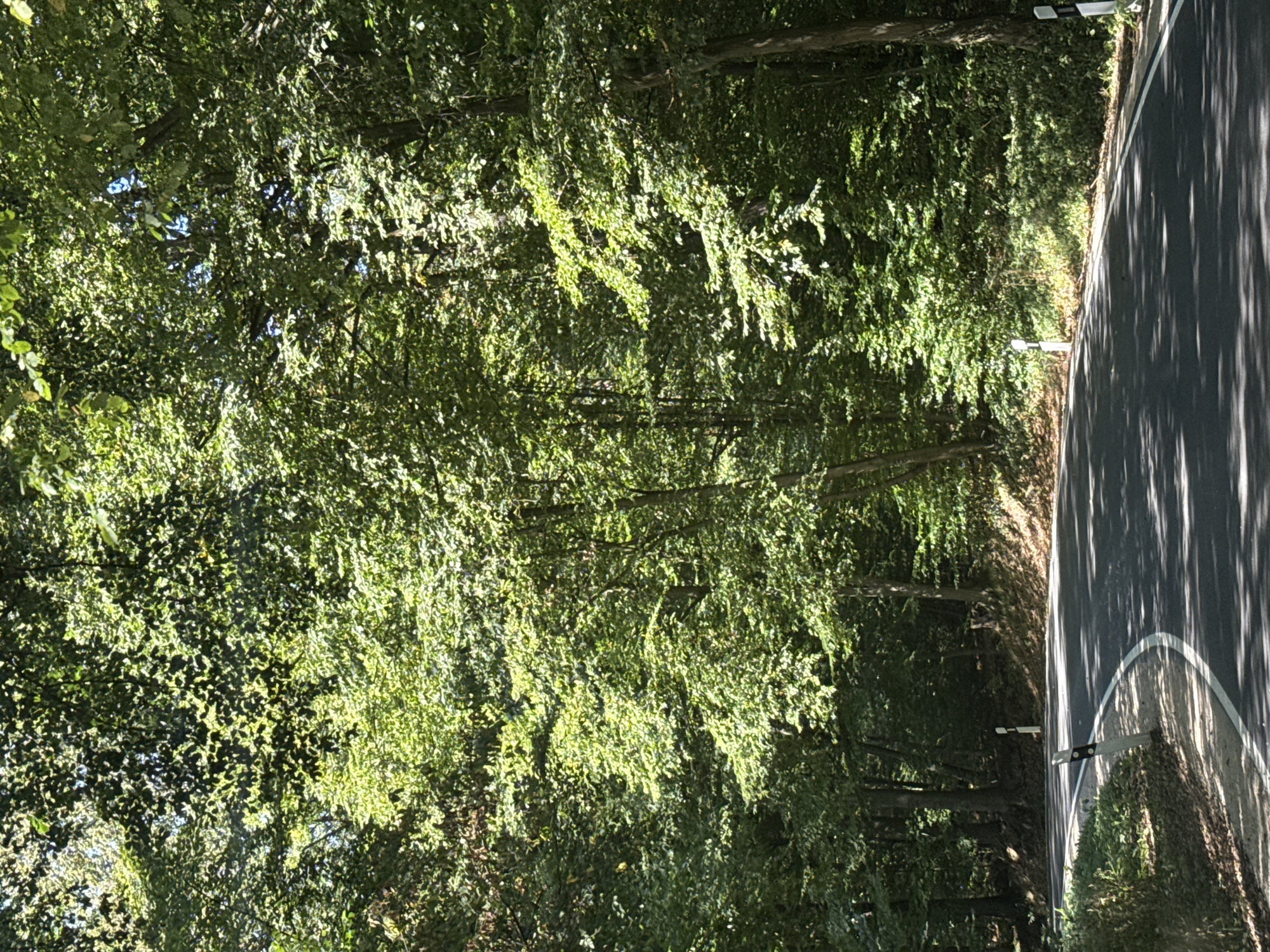 The image shows a winding asphalt road through a sun-dappled forest. The road has a white line marking the edge. There are several black and white striped posts along the side of the road. The trees are lush and green, with sunlight filtering through the leaves, creating patterns of light and shadow on the road. The scene appears to be located in a rural or forested area outside of the immediate city center of Bad Sachsa, Germany, possibly along a scenic route.