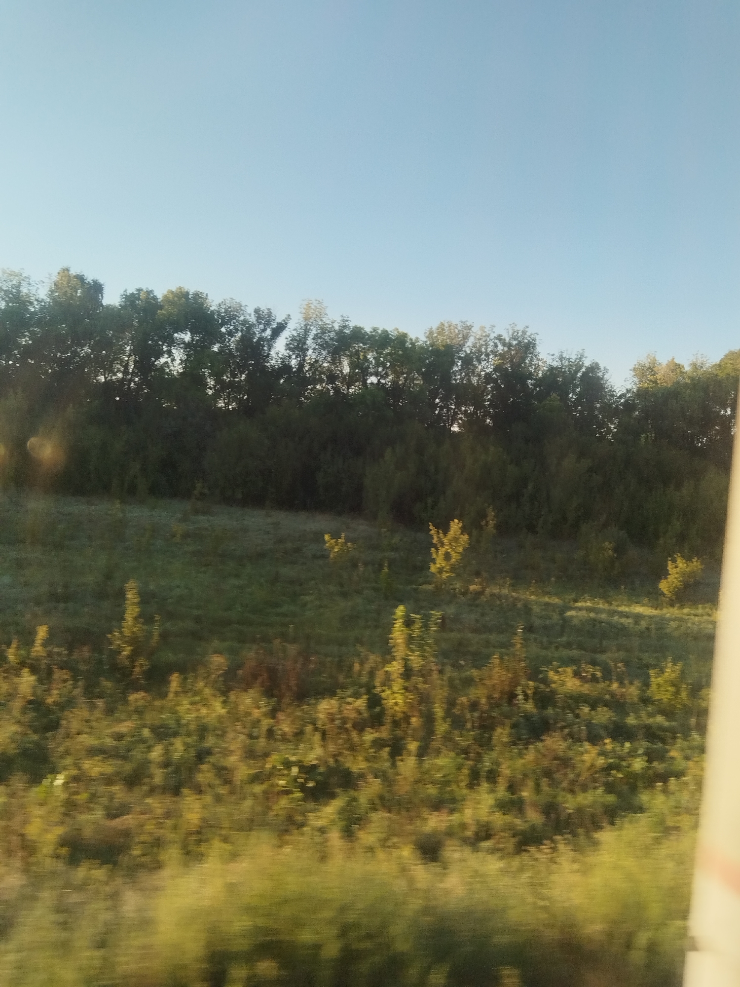 The image shows a slightly blurred, horizontal view of a grassy hill with scattered trees and a dense line of trees forming a treeline at the top. The sky is a clear, pale blue. The lighting suggests it is daytime, possibly late afternoon or early morning, with sunlight highlighting some areas of the vegetation. The overall impression is of a natural landscape. There are no visible people or structures.