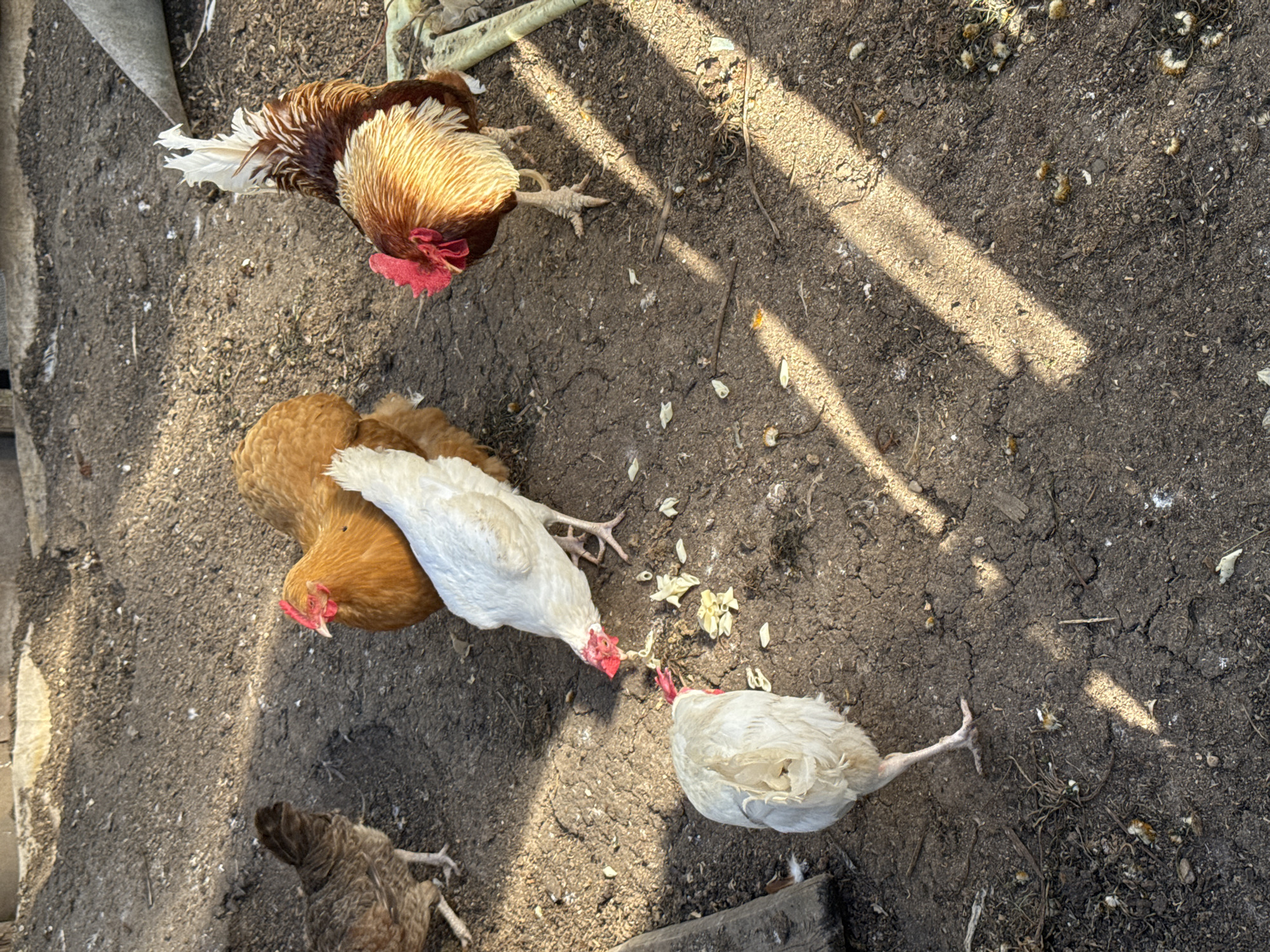 The scene is an outdoor enclosure in Chaikovsky, Russia. The ground is dark, cracked soil. Four chickens of varying colors (brown, white, and mixed brown and white) are visible. The chickens are in a loose group, seemingly pecking at the ground. Sunlight filters through a structure, casting shadows across the scene. Debris such as feathers and small plant matter are scattered on the ground.