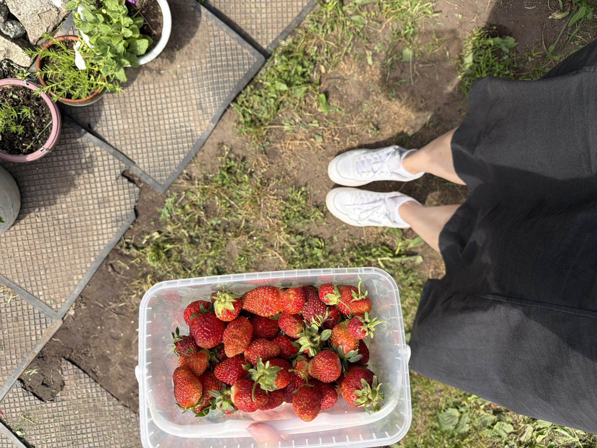 The overhead shot shows a person wearing white sneakers and a black skirt, standing in a grassy area. A clear plastic container filled with ripe strawberries is held in their hands. The container is partially on a textured gray patio slab, and the rest of the scene is a mix of dirt and grass. The sun appears to be shining, casting shadows and indicating it is daytime. Two potted plants, one with green foliage and another with red flowers, are visible in the upper left corner, also on patio slabs. The setting appears to be a garden or backyard in Chaikovsky, Russia. The overall mood is relaxed and suggests an outdoor activity, likely harvesting or enjoying freshly picked strawberries. No visible text is present in the image.