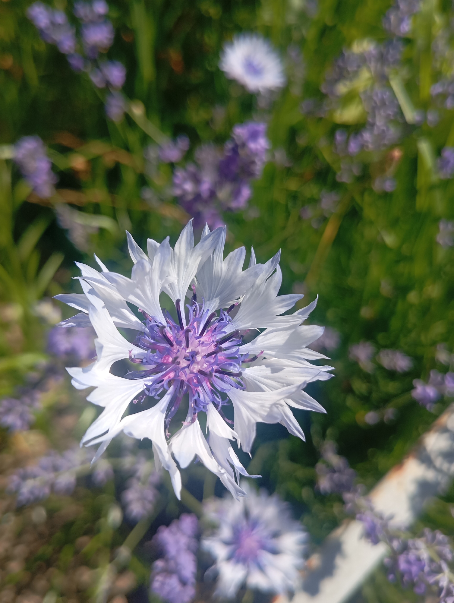 A close-up, eye-level shot shows a white and purple cornflower in focus, set against a blurred background of green foliage and purple flowers, possibly lavender. The cornflower's petals are delicate and pointed, fanning outwards from a central cluster of purple stamens. The surrounding vegetation creates a soft, naturalistic bokeh effect. The image was captured in Sofiivska Borshchahivka, Ukraine, suggesting an outdoor setting in a garden or field during daylight.