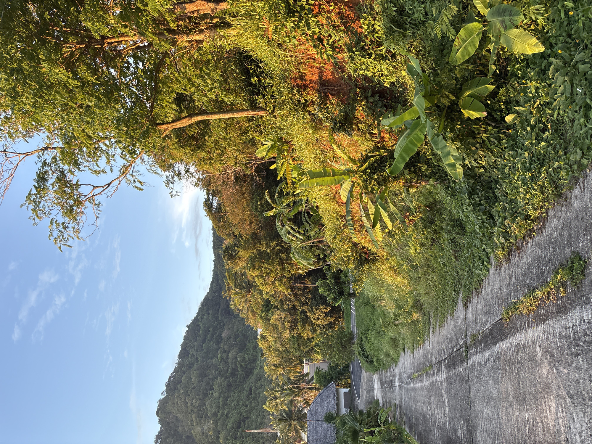 This image depicts a sloped, paved road in Karon, Thailand, bordered by lush tropical vegetation. The road, made of concrete, shows signs of wear and has grass growing through cracks. On the left side of the road, a building with a thatched roof is partially visible, along with palm trees. The right side of the road is a steep embankment covered in dense green foliage, including banana plants, with exposed reddish-brown soil in some areas. In the background, a verdant, tree-covered mountain rises under a clear blue sky with scattered white clouds. The scene is bathed in the warm, golden light of what appears to be either sunrise or sunset, casting long shadows and highlighting the textures of the leaves and the road. There are no people or animals visible in the image.