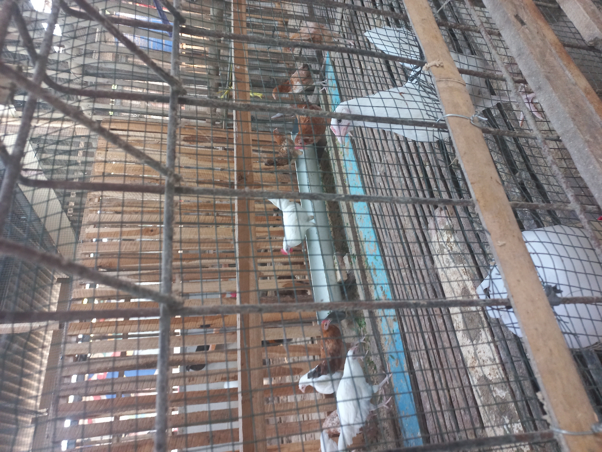 This is a medium-range, eye-level, outdoor shot of chickens in a cage, likely in Sedadi, Indonesia. The cage is constructed of wood and wire mesh, with wooden slats forming the background and a metal feeder trough visible at the center. Several chickens are present, primarily white and brown varieties, some are eating from the trough, while others are standing or walking around the cage floor. The lighting suggests it is daytime, with some areas of bright sunlight and others in shadow. The overall scene depicts a standard chicken enclosure.