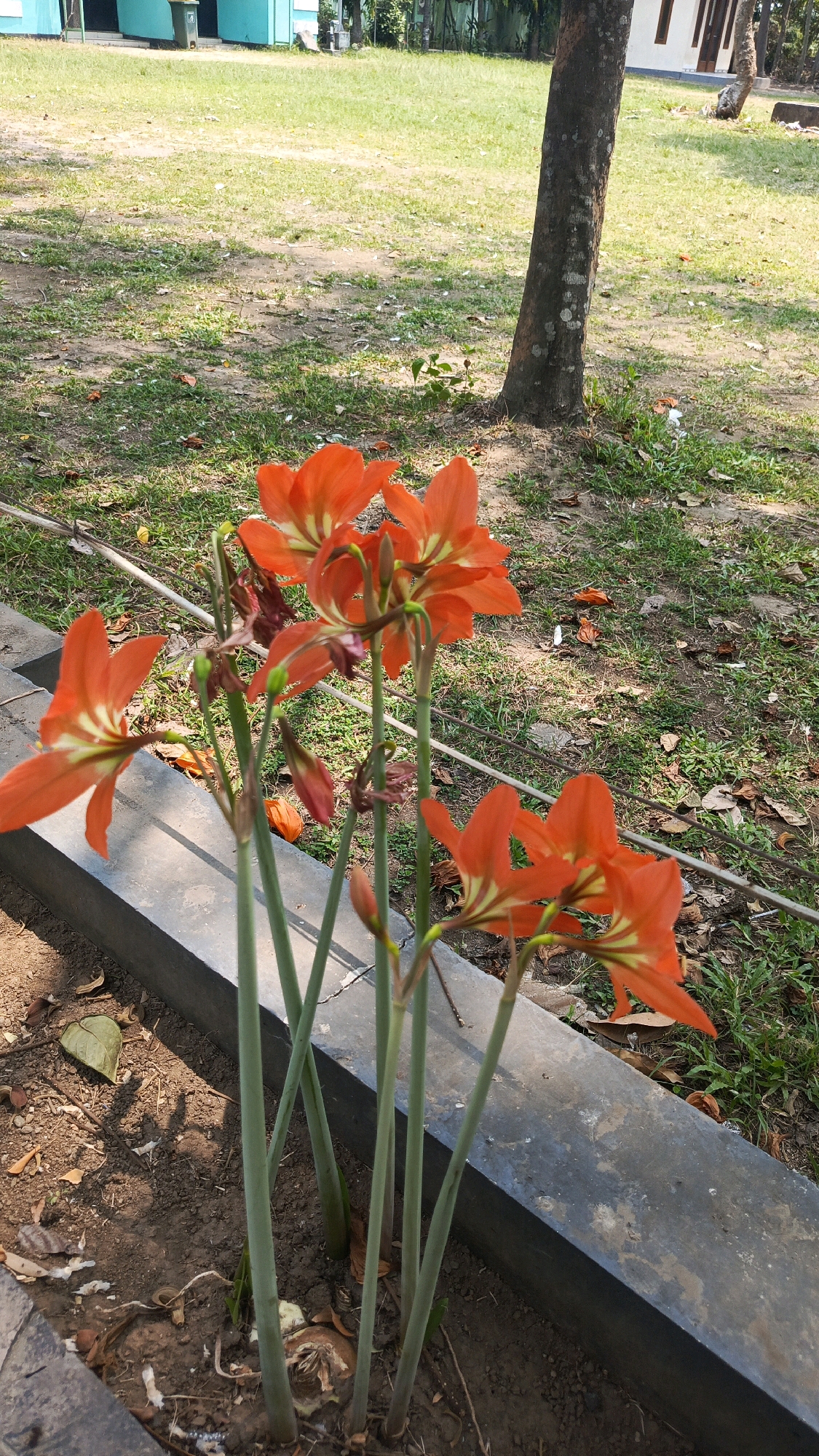 In Babadan, Indonesia, several vibrant orange amaryllis flowers are in bloom in a garden bed. The flowers, with their distinctive striped petals, stand tall on thick green stalks. They are situated in front of a low, weathered concrete barrier, with dry leaves and soil visible in the foreground. Behind the flowers, a grassy area is dotted with fallen leaves and the base of a tree. In the background, a building with turquoise and white sections is partially visible, along with a trash can. The scene is illuminated by natural sunlight, casting shadows on the ground.