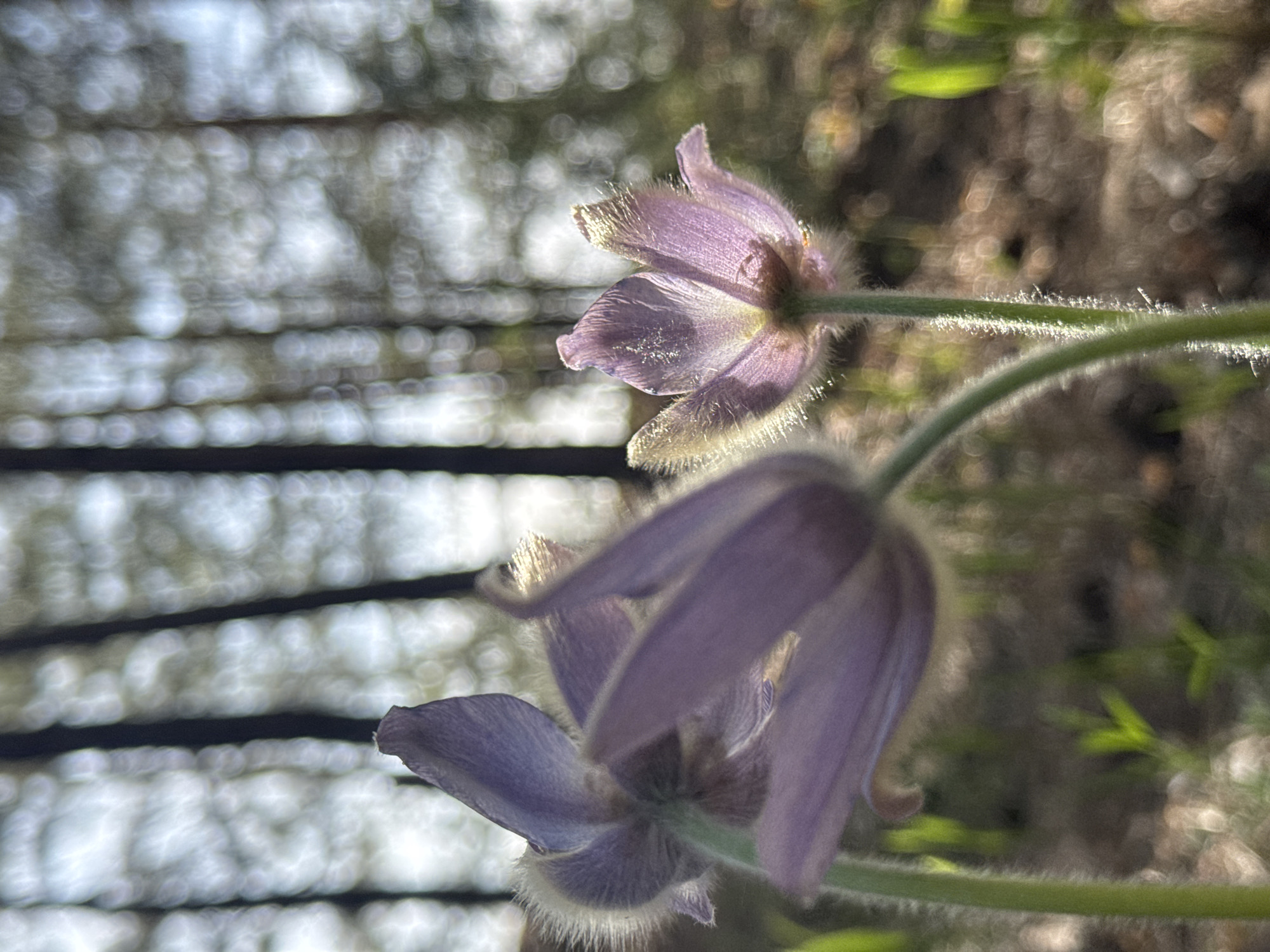 The image shows two purple flowers with fuzzy stems and petals, likely pasque flowers. The background is out of focus, showing light bokeh and dark horizontal lines, possibly a fence or trellis. The environment appears to be a natural setting with glimpses of foliage. Based on the prompt, the location is Kazan, Russia, though this is not visually verifiable from the image alone.