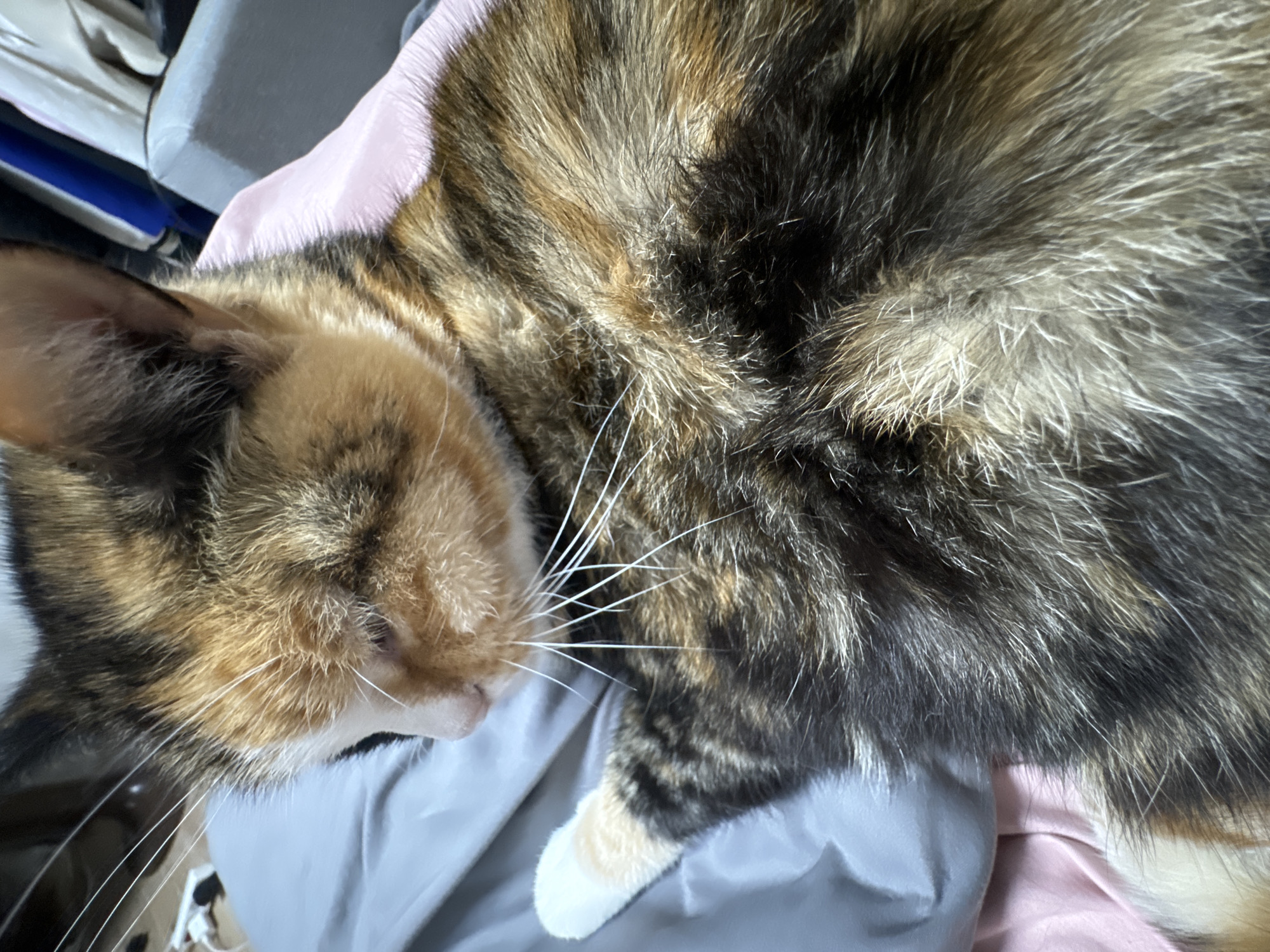 A close-up, high-angle shot captures a calico or tortoiseshell cat resting. The cat's fur features a distinctive pattern of ginger, dark brown/black, and white patches. Its head, positioned towards the left side of the frame, displays lighter ginger and white fur around its muzzle, with long, bright white whiskers prominently fanning out. One white paw is visible in the lower right quadrant. The cat appears to be relaxed and comfortable, lying on soft surfaces suggested by light pink and light grey fabric, likely bedding. The lighting is bright, indicating it is daytime. The background is softly blurred, showing indistinct shapes that suggest an indoor environment. There is no visible text in the image.