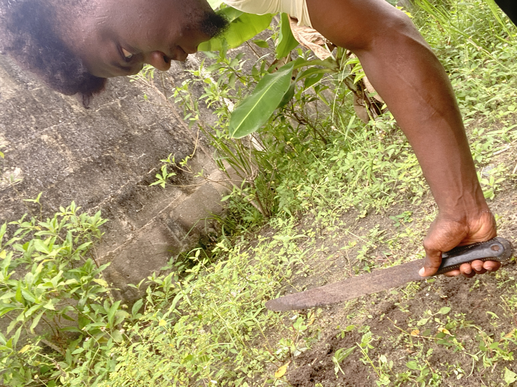 The image depicts a person holding a machete in a lush, overgrown outdoor environment in Unknown, Unknown. The person is facing downward, with a section of a grey concrete wall visible on the left side. The ground is covered in various green plants, with what appears to be a banana plant partially visible in the background. The machete is held in the person's right hand, with the blade pointing towards the ground. The overall impression is one of someone clearing vegetation with a bladed tool in a tropical or subtropical setting.