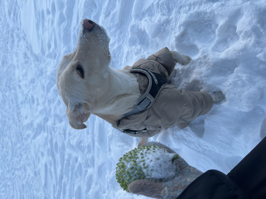 This image depicts a snowy outdoor scene in Krasnoyarsk, Russia. The ground is entirely covered with a layer of fresh, undisturbed white snow, exhibiting some minor textural variations.
A light-colored dog, possibly a Labrador or a similar breed, is prominently featured, positioned slightly elevated on a snowdrift. The dog is wearing a beige or light brown padded winter coat that covers its torso and legs, with a dark-colored harness visible over the coat. Snow particles are visible on the dog's snout and forehead. Its ears are partially perked, and its gaze is directed towards the right side of the frame, slightly upwards, indicating attention to something outside the immediate view.
In the lower-left quadrant of the frame, a human left hand is visible, clad in a patterned glove (appearing to be knitted or woven, with shades of beige, orange, and blue/grey). The hand is holding a distinct green, spiky, spherical object that resembles a Romanesco broccoli or a spiky fruit. A portion of this object, particularly its top and left sides, is covered with clinging snow. The interaction implies the object is being presented or held near the dog. The presence of deep snow and the dog's winter attire indicate cold, wintry conditions.