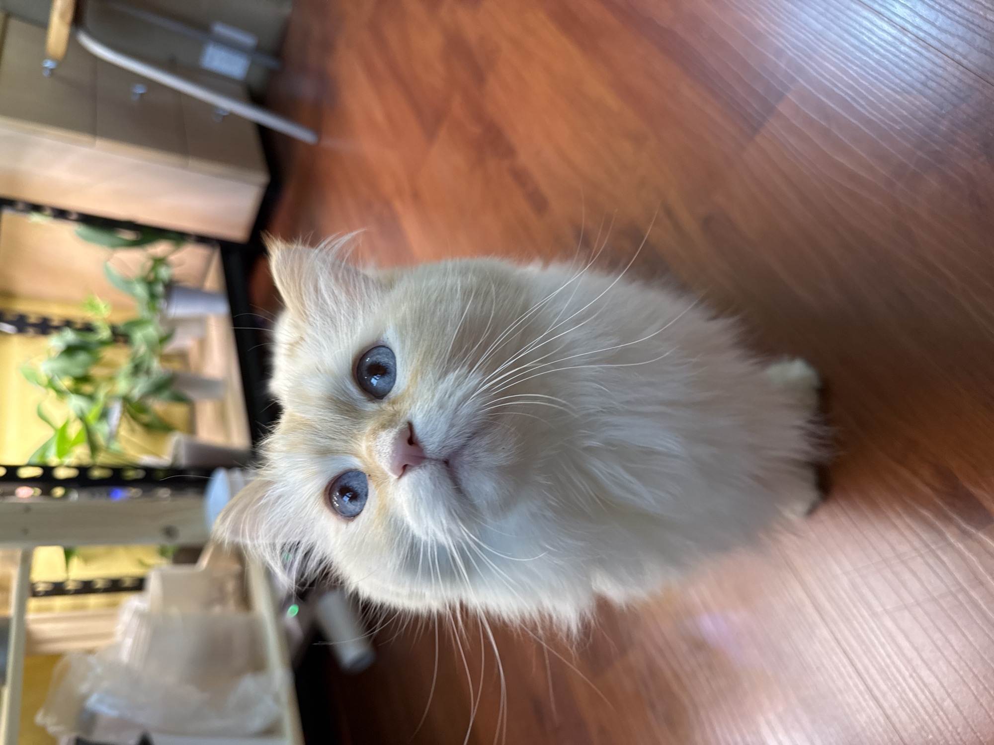 A white cat with blue eyes is positioned in the center of the frame, looking directly at the camera. The cat's fur appears fluffy, and its whiskers are prominent. Behind the cat, a section of a wooden floor is visible. To the left of the cat, there is a tiered shelf or rack with what seems to be plants or seedlings in containers, also a table. The location is not specified in the image. No people are visible.