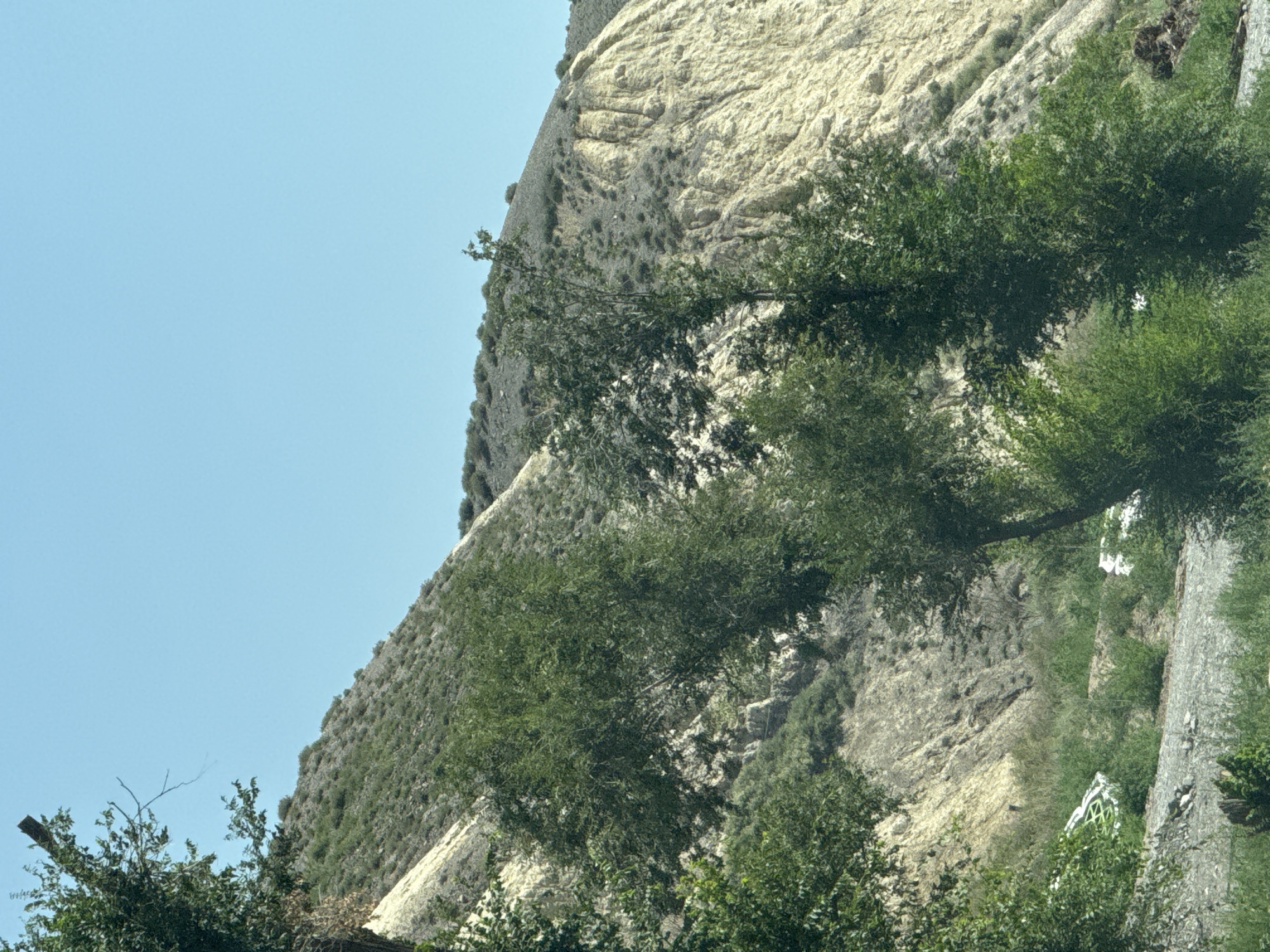 This is a vertical, medium shot photograph taken on a clear, sunny day. The scene depicts a natural landscape with a focus on a rocky hillside and vegetation.
The upper portion of the image is dominated by a pale blue sky. Below the sky, a steep, eroded hillside occupies the majority of the frame. The hillside is characterized by its light tan and off-white coloration, with visible striations and irregular rock formations. Sparse, low-lying green vegetation, appearing as small bushes or shrubs, dots the surface of the hillside, particularly in the upper left and right sections.
In the foreground and midground, several trees with lush green foliage are present. These trees are varying in size and density. The largest tree is positioned in the center-right of the image, with its branches extending upwards and to the left. To the left of this tree, another cluster of trees and bushes creates a dense green mass. A thinner tree with branches is visible on the far left of the frame.
The lower part of the image shows a slightly more varied terrain. There is a strip of lighter colored gravel or dirt, and further down, more green vegetation, including grass and smaller bushes. Notably, there are two white objects with green patterns visible in the lower left and lower right of the frame, appearing to be debris or discarded items, partially covered by the surrounding greenery.
The overall impression is one of a rugged, natural environment, possibly a roadside or a trail, with signs of erosion and the presence of hardy vegetation. There are no people or animals visible in the photograph. The lighting suggests it is daytime, with the sun casting a bright light on the scene.