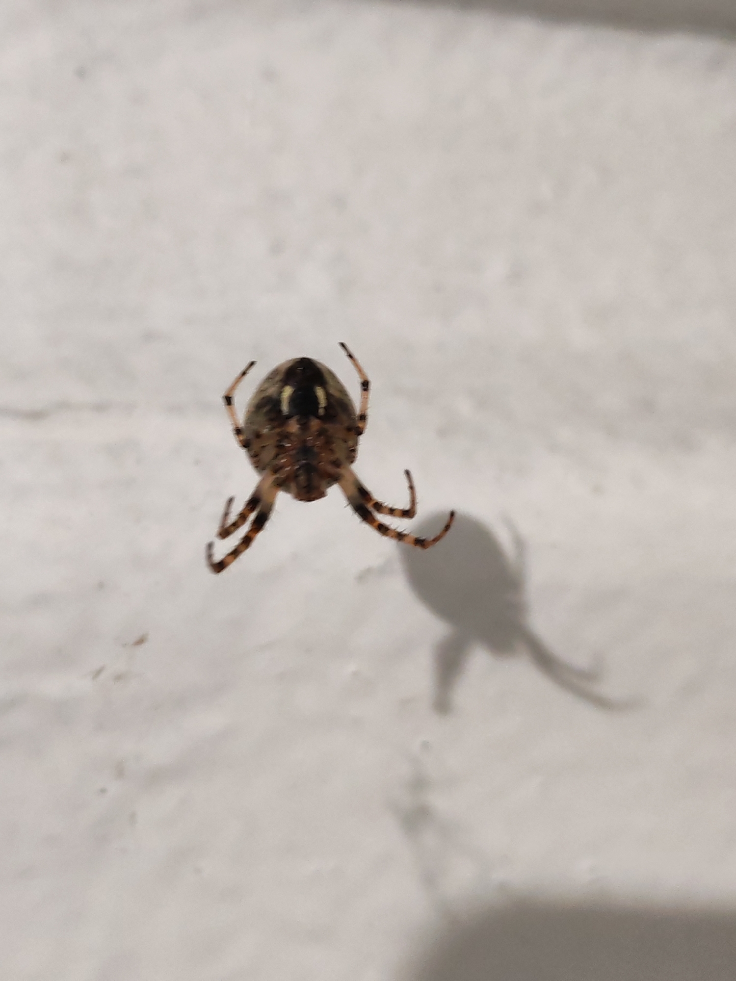 The image shows a close-up, top-down view of a spider resting on a textured, light-colored surface, possibly a wall or ceiling. The spider is dark brown with lighter markings on its abdomen, including two distinct, pale yellow or white shapes near the top. Its legs are also banded with alternating dark and light segments. The spider is positioned slightly off-center, with its legs spread out. A distinct shadow of the spider is cast to its right, elongated and distorted by the light source. The overall impression is one of stillness, with the spider appearing to be at rest. The lighting suggests it might be indoors or under artificial light, given the stark shadow. No text is visible in the image. The location context provided is Bol'shie Mkhi, Russia.