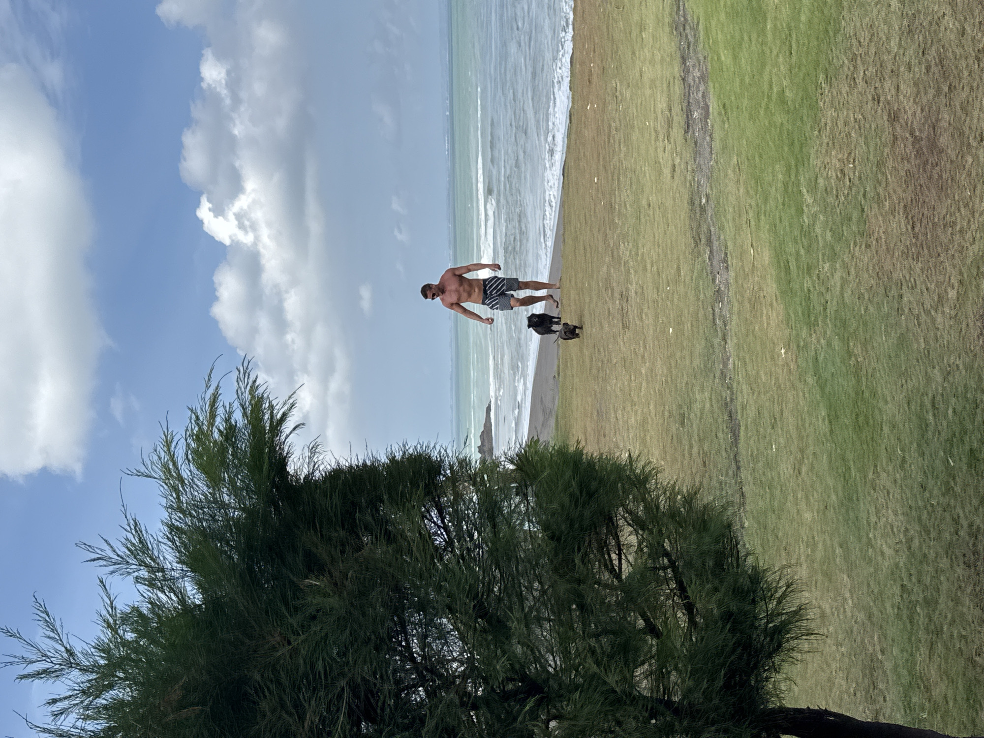 A man and two dogs walk along a grassy shoreline in Mengwi, Indonesia. The man, shirtless and wearing striped shorts, walks in the middle of the frame. The two dogs, one black and one brown, follow him. In the background, waves crash onto a dark sand beach, and the ocean stretches to the horizon under a cloudy sky. A large, dark green tree dominates the left side of the image, its branches extending towards the sky. The ground is covered in dry, yellow-green grass, with patches of darker, wetter soil. The overall scene suggests a casual outing at the beach on a partly cloudy day.