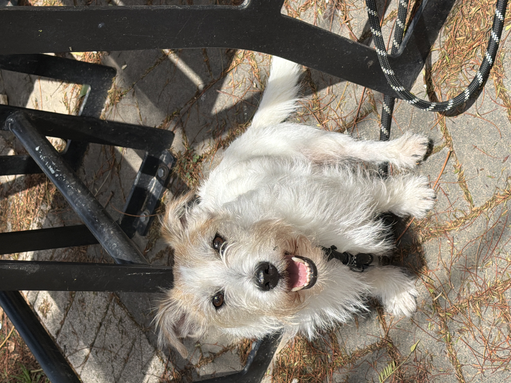 A white, medium-sized dog is lying on a paved surface, possibly in Tel-Aviv, Israel, judging by the light and common materials. The dog has a black collar and is positioned under a black metal frame, with a black and white rope also present. The pavement has scattered dried leaves and thin branches. The dog is looking directly at the camera, with its mouth slightly open, displaying its teeth. The overall lighting suggests a sunny day.