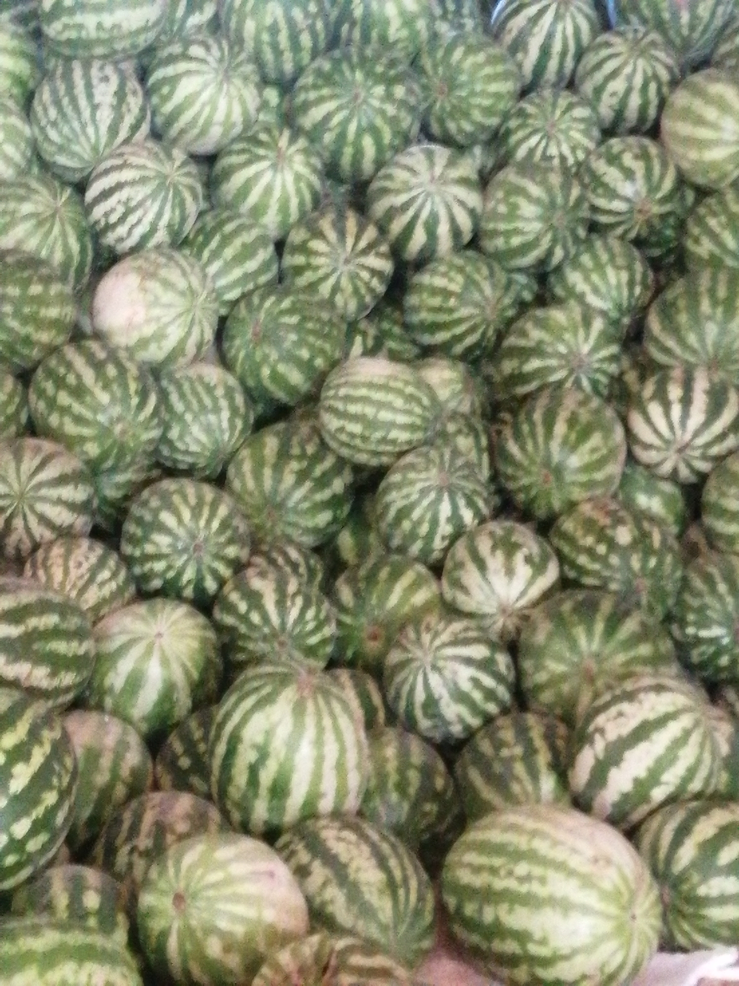 A close-up, overhead shot shows a large pile of small watermelons. The watermelons are round and have a striped pattern of dark green and light green. Some of the watermelons are partially obscured by others, creating a dense, textured surface. The lighting is even, with no harsh shadows, and the overall color palette is dominated by greens and whites. The scene appears to be an outdoor market or a farm stand, though the exact location is not specified. There are no people or animals visible in the image.