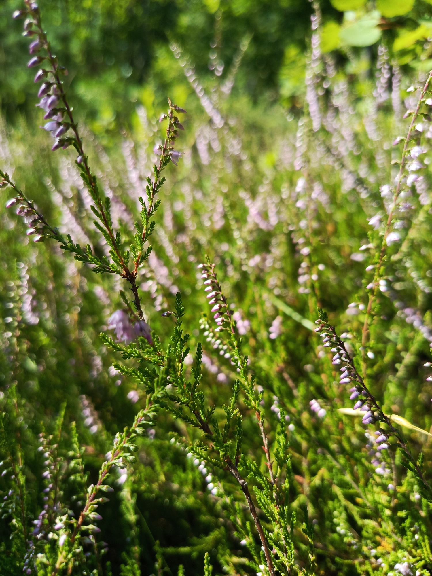 A close-up, low-angle shot showcases a patch of blooming heather in Kruszyn, Poland. The foreground is dominated by several upright stalks of heather, their needle-like green leaves densely packed and tinged with reddish-brown on the stems. Tiny, pale purple flowers are visible along the upper portions of these stalks, some still in bud and others partially open. The background is a soft, green blur of more heather and foliage, with out-of-focus circular highlights, suggesting dappled sunlight. The overall impression is one of natural beauty and tranquility in a rural or park-like setting. There are no people or animals present, and the focus is solely on the flora.