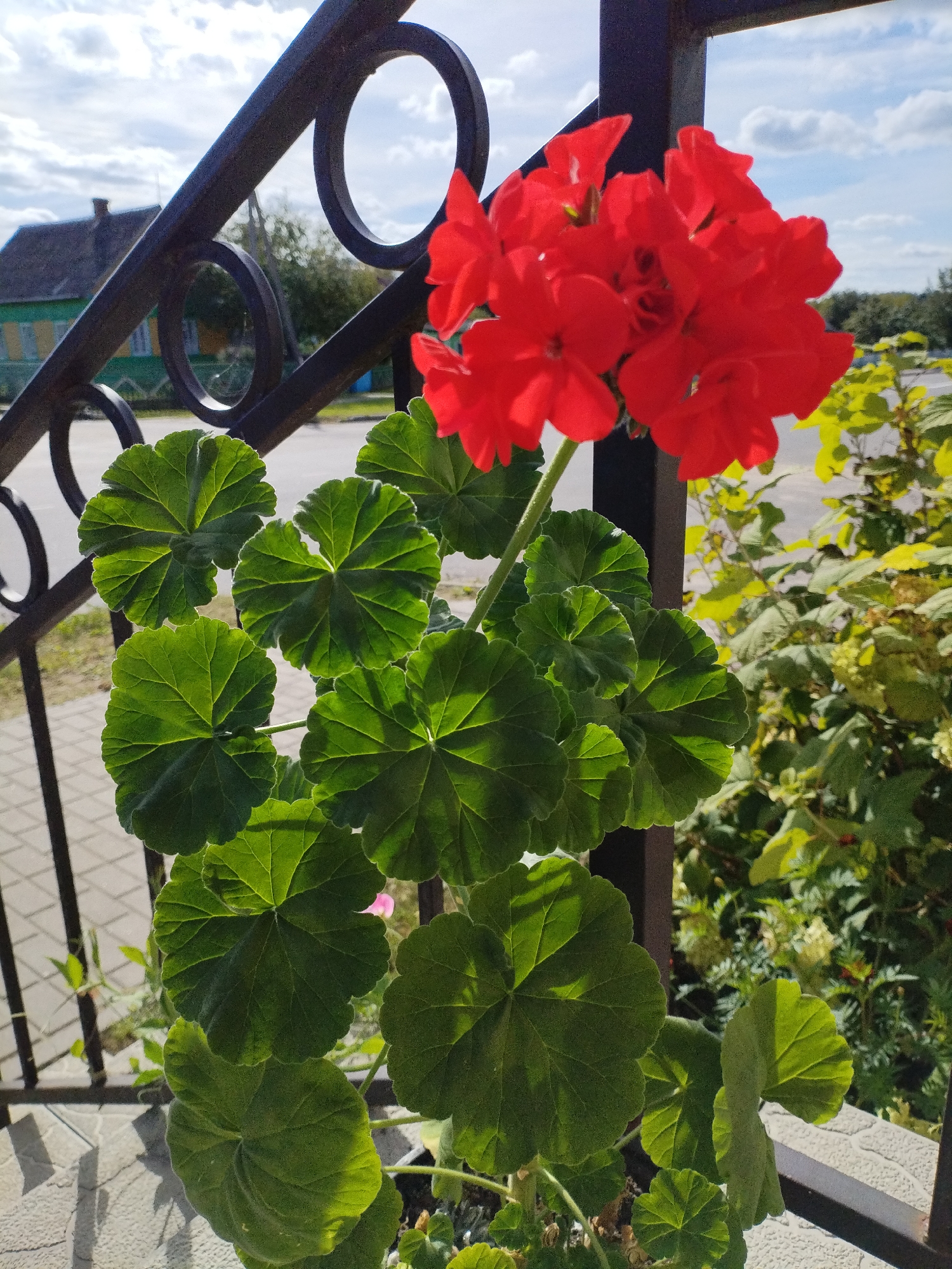 In Bialynichy, Belarus, a potted geranium with bright red flowers and large green leaves is positioned in front of a dark metal railing. The railing has decorative circular elements. Beyond the railing, a paved walkway is visible, leading to a road. In the background, a two-story house with a green facade and yellow trim stands under a sky with scattered white clouds. Lush green foliage is present to the right of the geranium, and trees and vegetation are visible further in the distance. The lighting suggests it is daytime.