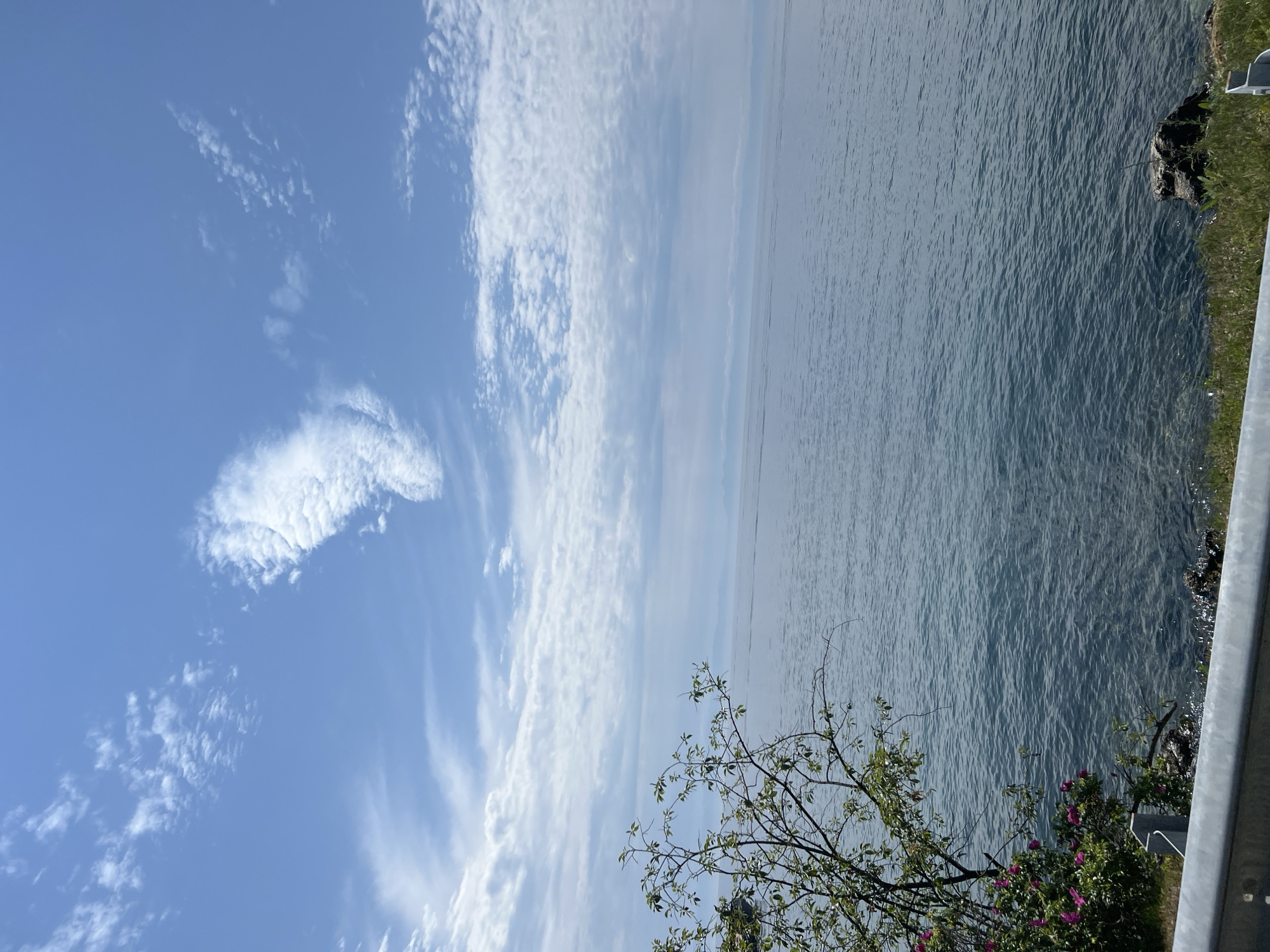 The image captures a serene view of Lake Baikal from the shore in Listvyanka, Russia. The foreground features a metal guardrail and lush green grass. To the left, a bush with pink flowers and green leaves is prominent. The middle ground is dominated by the calm, blue waters of Lake Baikal, with subtle ripples on its surface. In the distance, a hazy shoreline with mountains is visible under a clear blue sky dotted with scattered white clouds. The overall scene is tranquil and evokes a sense of natural beauty.