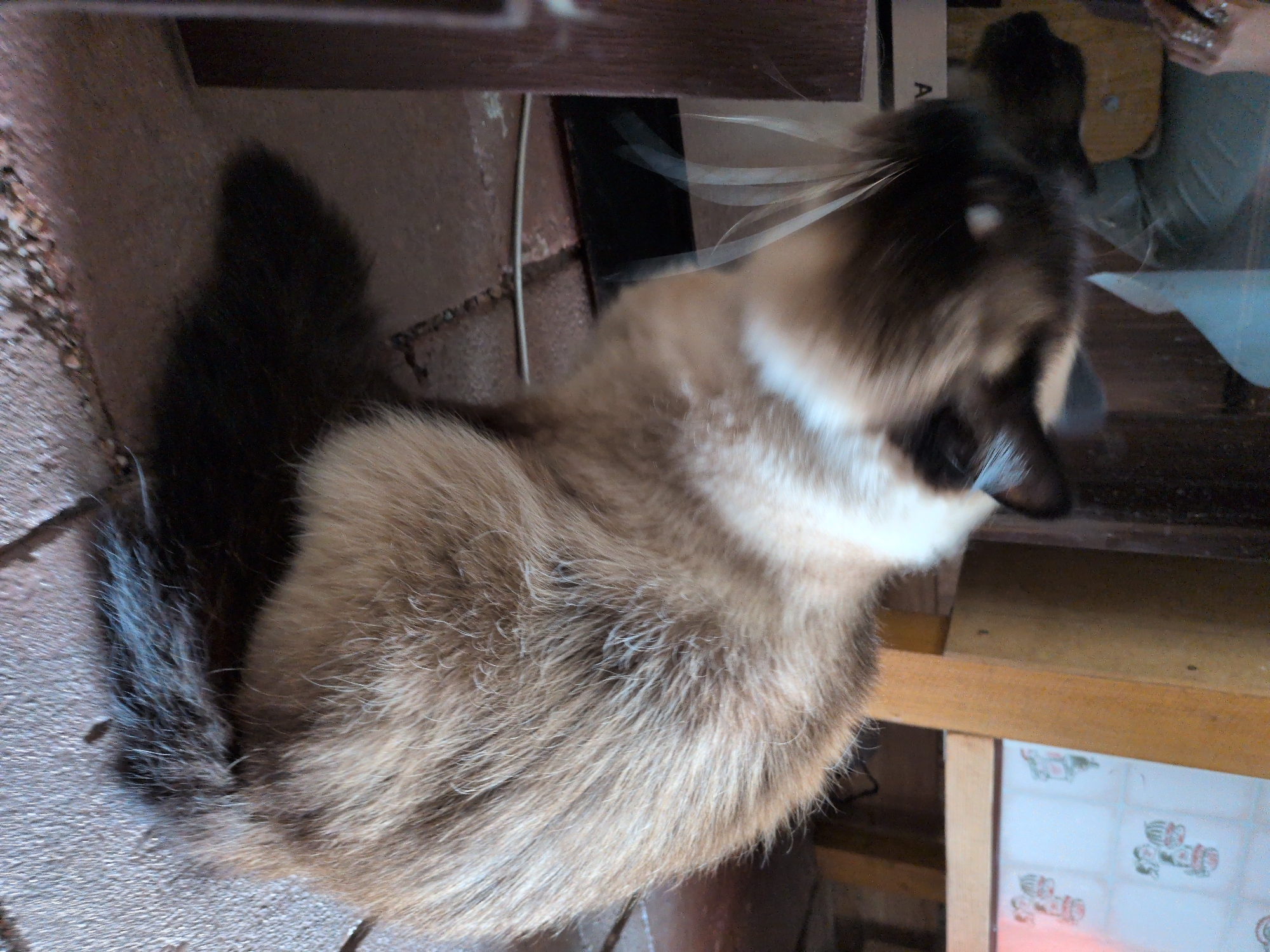 A Siamese cat sits on a reddish-brown tiled floor in what appears to be an indoor setting. The cat is facing left and is mostly in profile, with its head turned slightly towards the viewer. Its fur is a mixture of light brown, cream, and darker brown markings on its face, ears, and tail. The cat's eyes are visible, and its whiskers are long and prominent. The background includes wooden structures, possibly furniture and a wall with some decorative tiles. There is a shadow cast by the cat on the floor. The overall lighting suggests an indoor environment with some natural light entering from the side. There are no other discernible subjects or actions taking place in the image. This image is not associated with Sömmerda, Germany.