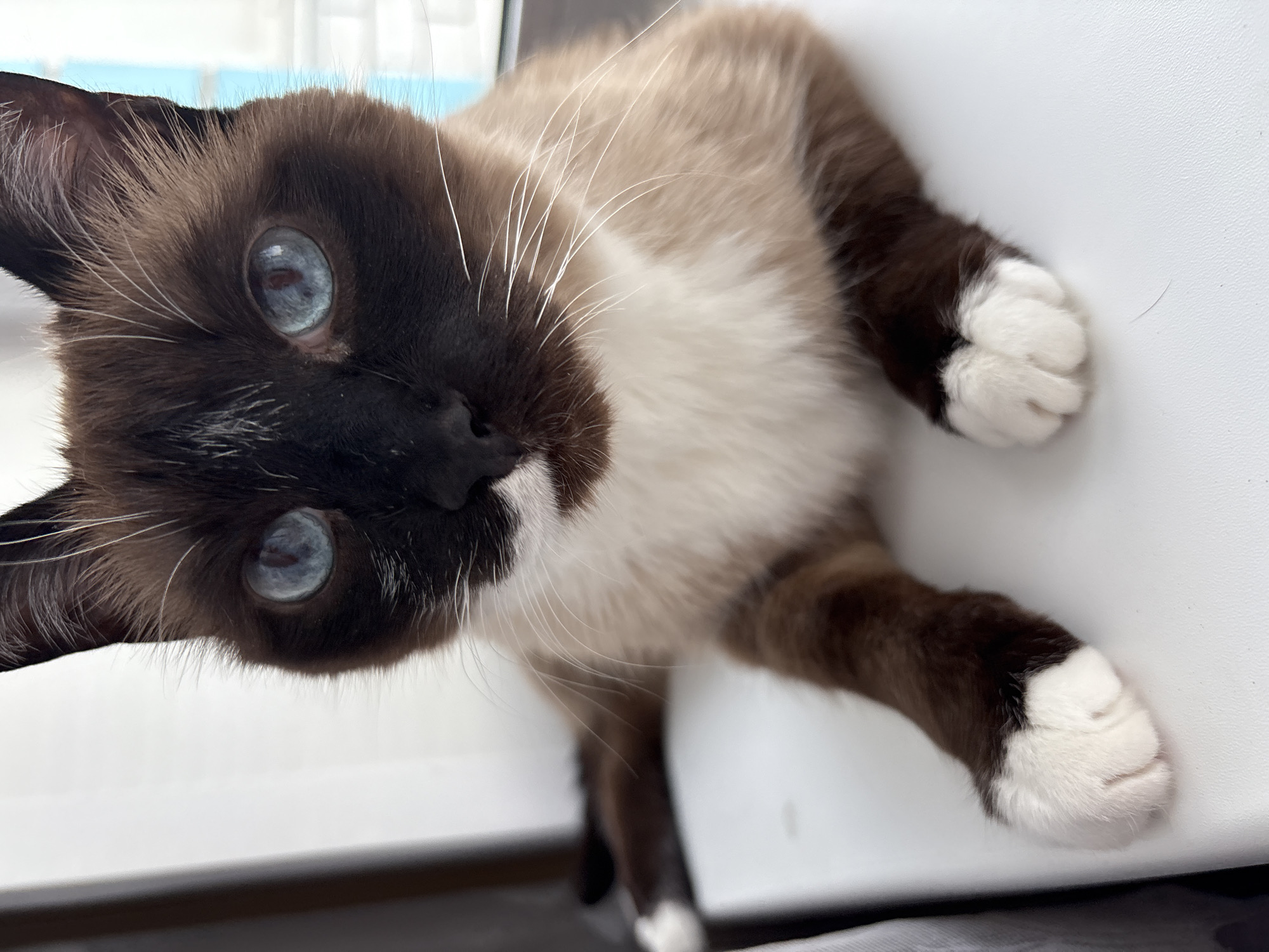 A light-furred Siamese cat with dark brown markings and blue eyes is lying on a white surface. The cat's head is in the upper left of the frame, with its body extending towards the lower right. The cat's paws are visible, with white fur on the tips. The background appears to be a window or a similarly light-colored flat surface. There is no evidence to suggest that the location is Izhevsk, Russia.