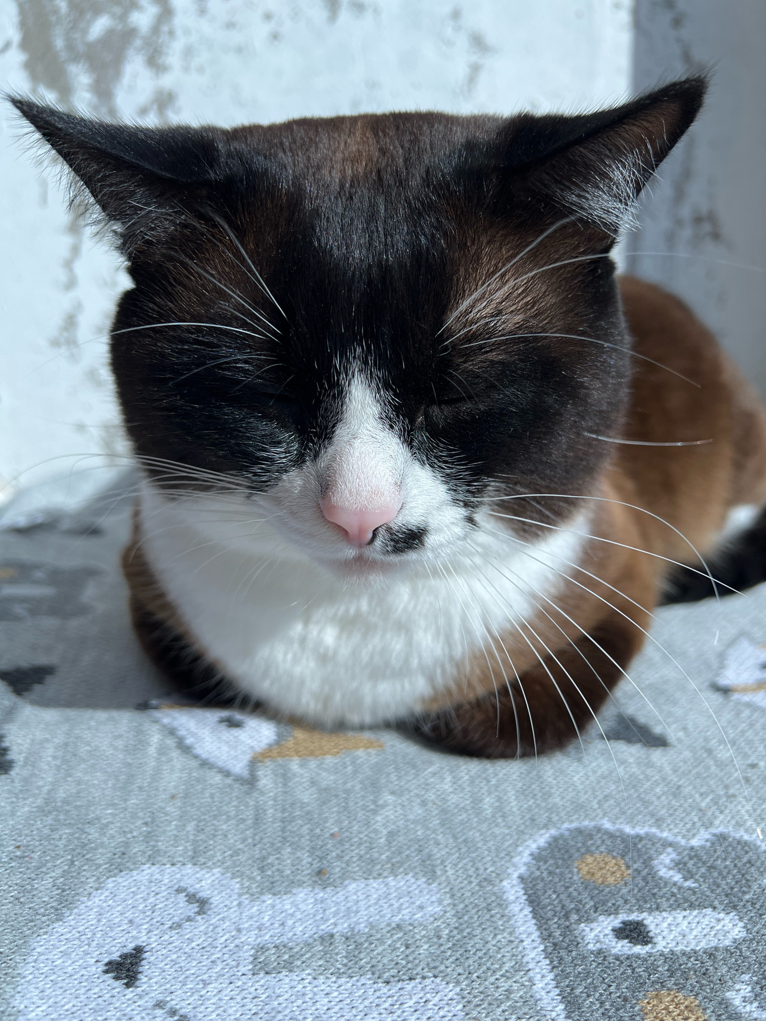 A close-up, eye-level shot captures a domestic shorthair cat with black and white markings, its eyes closed, resting on a gray blanket patterned with cartoon animal faces. The cat's head is the primary focus, with its ears pointed upwards, and a pink nose is visible. Sunlight highlights the fur and whiskers of the cat. The background consists of a textured, light-colored surface, possibly a wall with some discoloration, and a sliver of what appears to be a window frame. The scene is indoors, and no specific location in Noviy, Russia is identifiable.