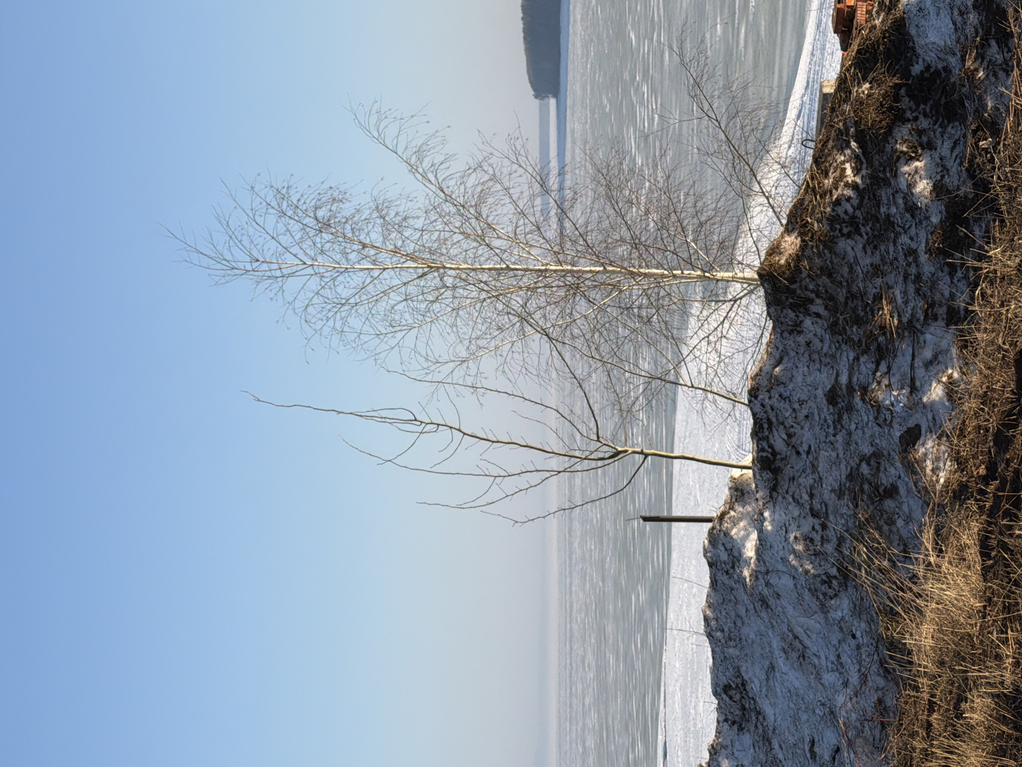 The image shows a birch tree without leaves growing on a snowy, rocky cliff overlooking a frozen body of water, likely the Kama River. The location is near the city of Chaikovsky, Perm Krai, Russia, as indicated by metadata. The sky is pale blue. The cliff edge is covered in dry grass and snow patches. The water stretches to the horizon, with a dark forested shoreline visible in the distance.