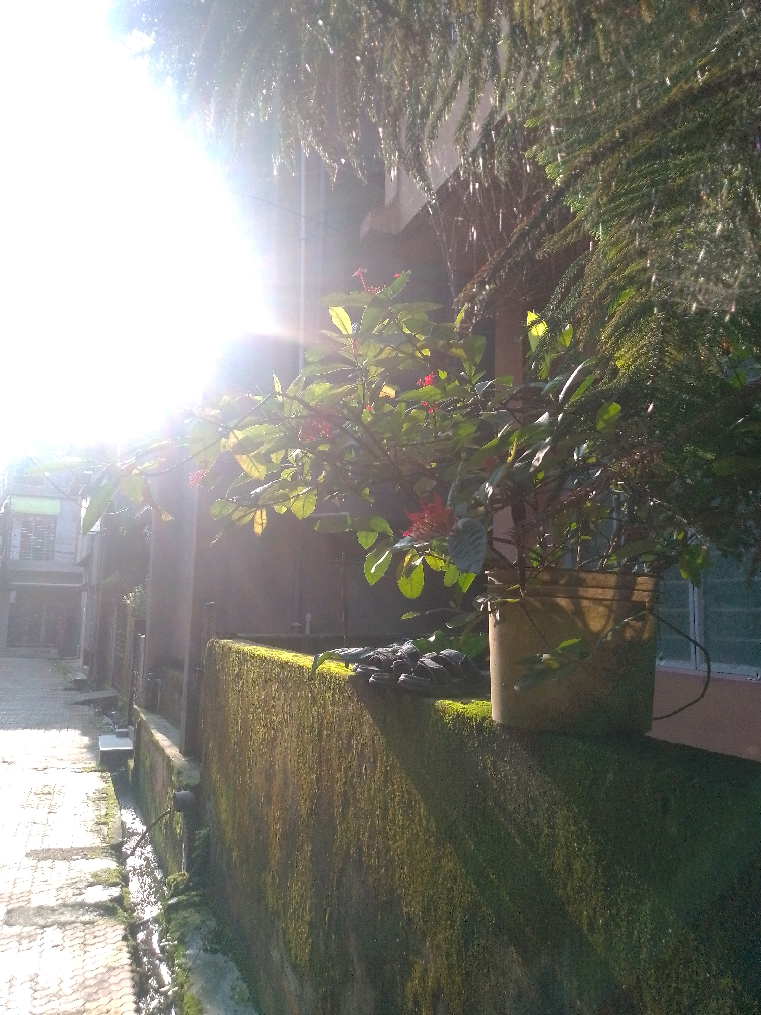 The image captures a sunlit alleyway in Siliguri, India. A paved walkway, possibly constructed from interlocking concrete blocks, runs along the left side of the frame, leading into the distance. To the right, a moss-covered wall creates a distinct visual divide. Atop this wall, a potted plant with green leaves and red flowers is situated. Further down the alley, buildings are visible, with one featuring a green-trimmed window. The scene is illuminated by strong sunlight, creating bright highlights and shadows. The overall impression is of a quiet, possibly residential or commercial, area within the city.