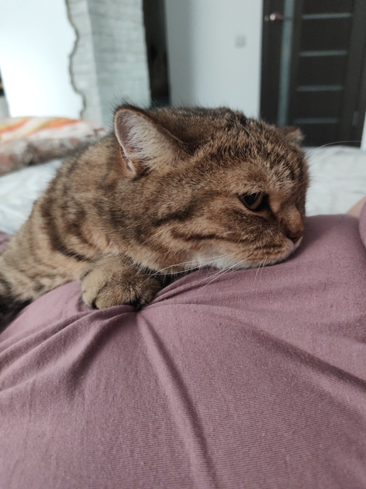 A tabby cat is lying on a person's lap, which is covered by a pink shirt. The cat is facing to the right with its head resting on the shirt. The background is blurred, showing what appears to be a room with a door and a window with curtains. The lighting is soft and natural.