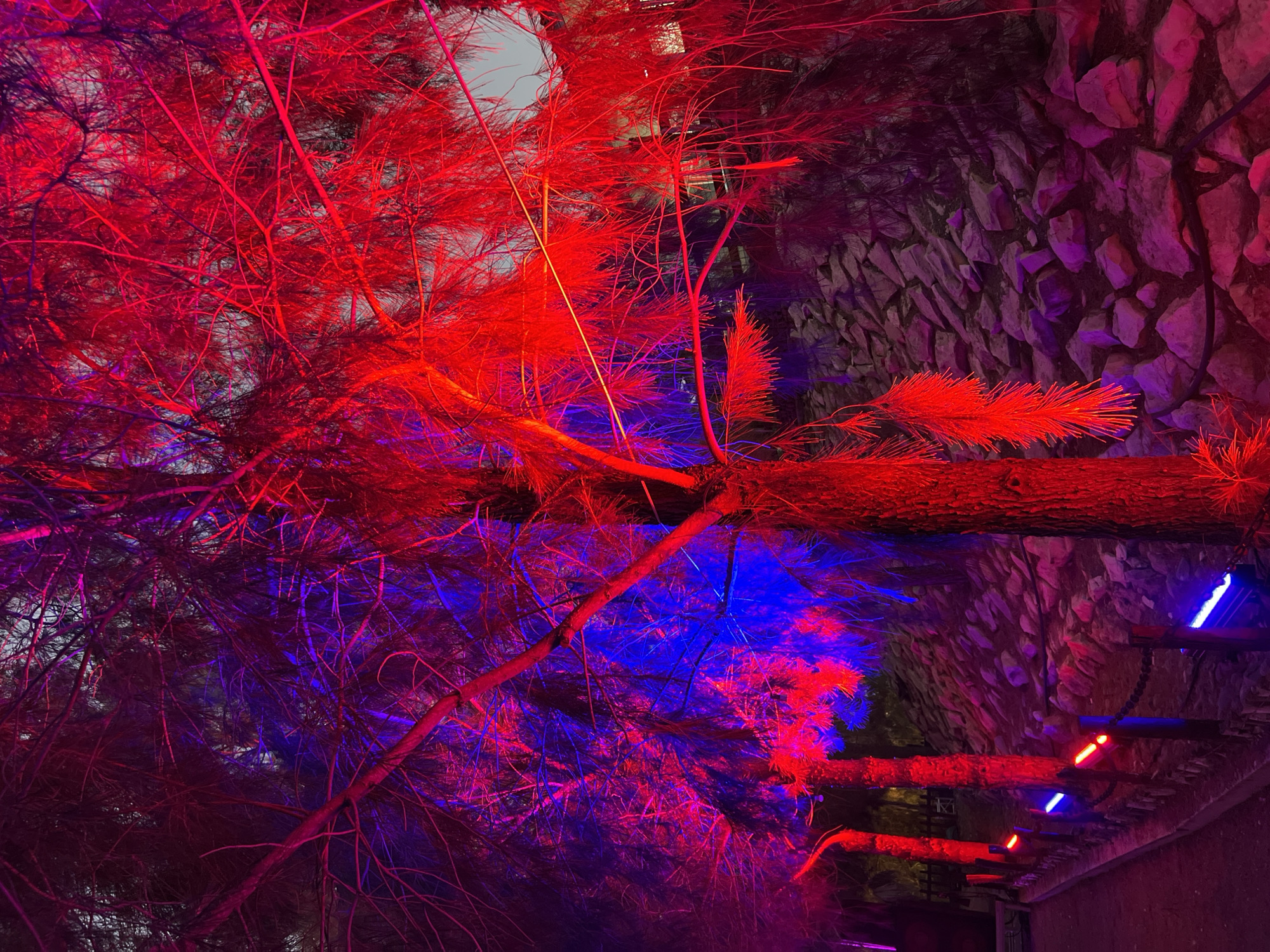 The image depicts a nighttime scene in Analiontas, Cyprus, where trees and a stone-covered hillside are illuminated by vibrant red and blue lights. The lighting creates a dramatic and surreal atmosphere. The foreground shows a path lined with what appear to be small, colored lights embedded along a low fence. Several trees, likely pine trees due to their needle-like foliage, are prominently featured, their branches and trunks saturated with the colored light. The foliage of the trees is particularly dense, and the lighting highlights the intricate network of branches. The ground to the right of the path is covered in rough-hewn stones of various sizes. The background is dark, suggesting it is nighttime. No people are visible in the image.