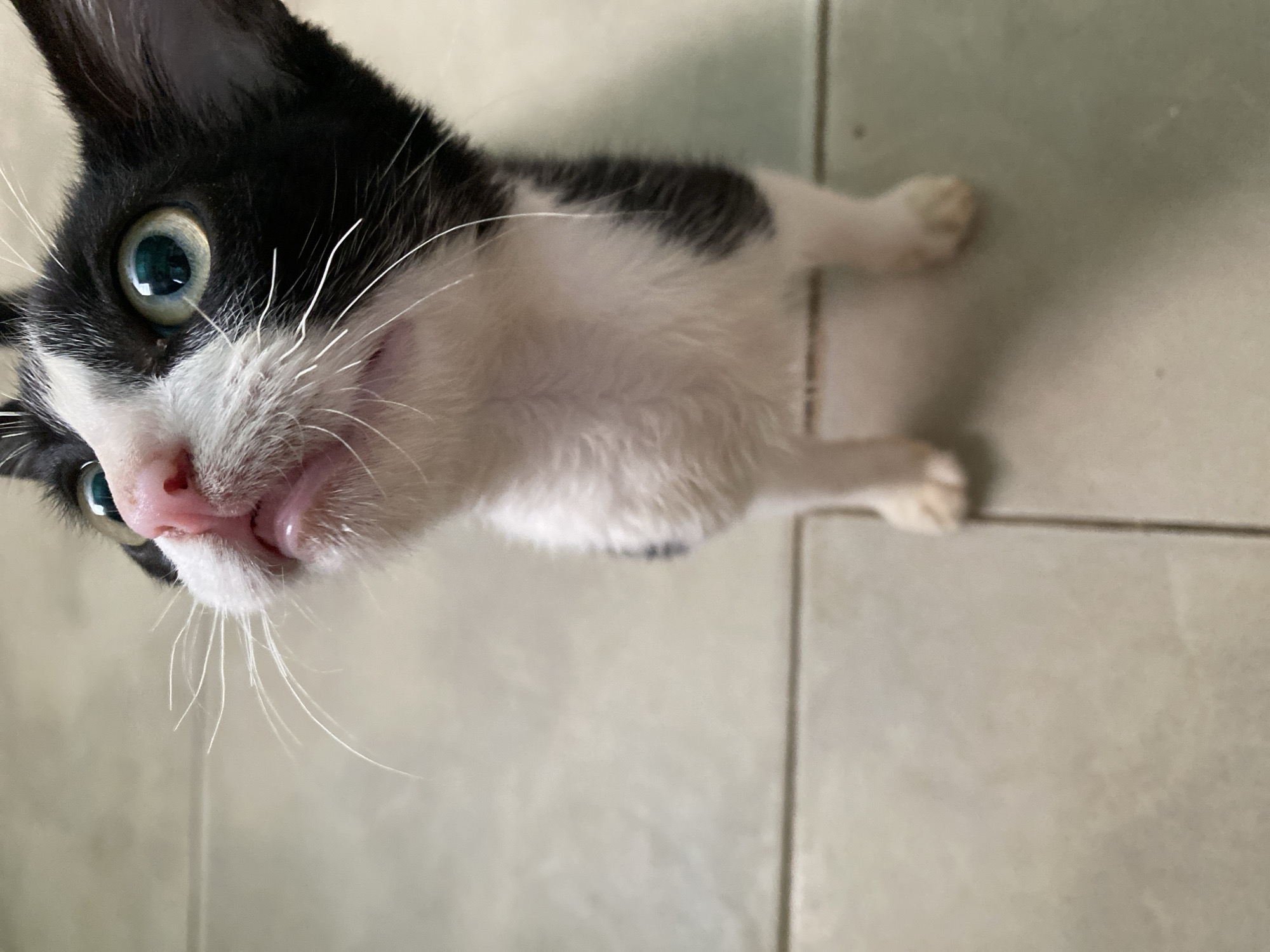 The image shows a black and white kitten lying on a beige tiled floor. The kitten is positioned with its head and upper body in the upper left corner, with its lower body extending towards the right. The kitten's face is tilted upwards, revealing a pink nose and tongue. The kitten's eyes are light green. The background consists of the beige tiled floor.
There is no information available in the image to support the assertion that the photo was taken in Tinaquillo, Venezuela.