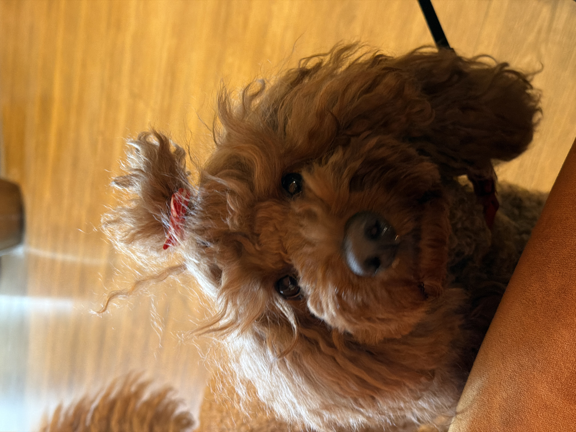A close-up, slightly tilted, indoor photograph shows a brown toy poodle with a red bow tied in a topknot of hair on its head. The dog's face, including its dark eyes and shiny black nose, is the primary focus. The background is blurred and appears to be a light-colored wall and part of a brown upholstered surface. No people, city location, specific objects, or actions, other than the dog's presence, are identifiable. The setting is simple and domestic.