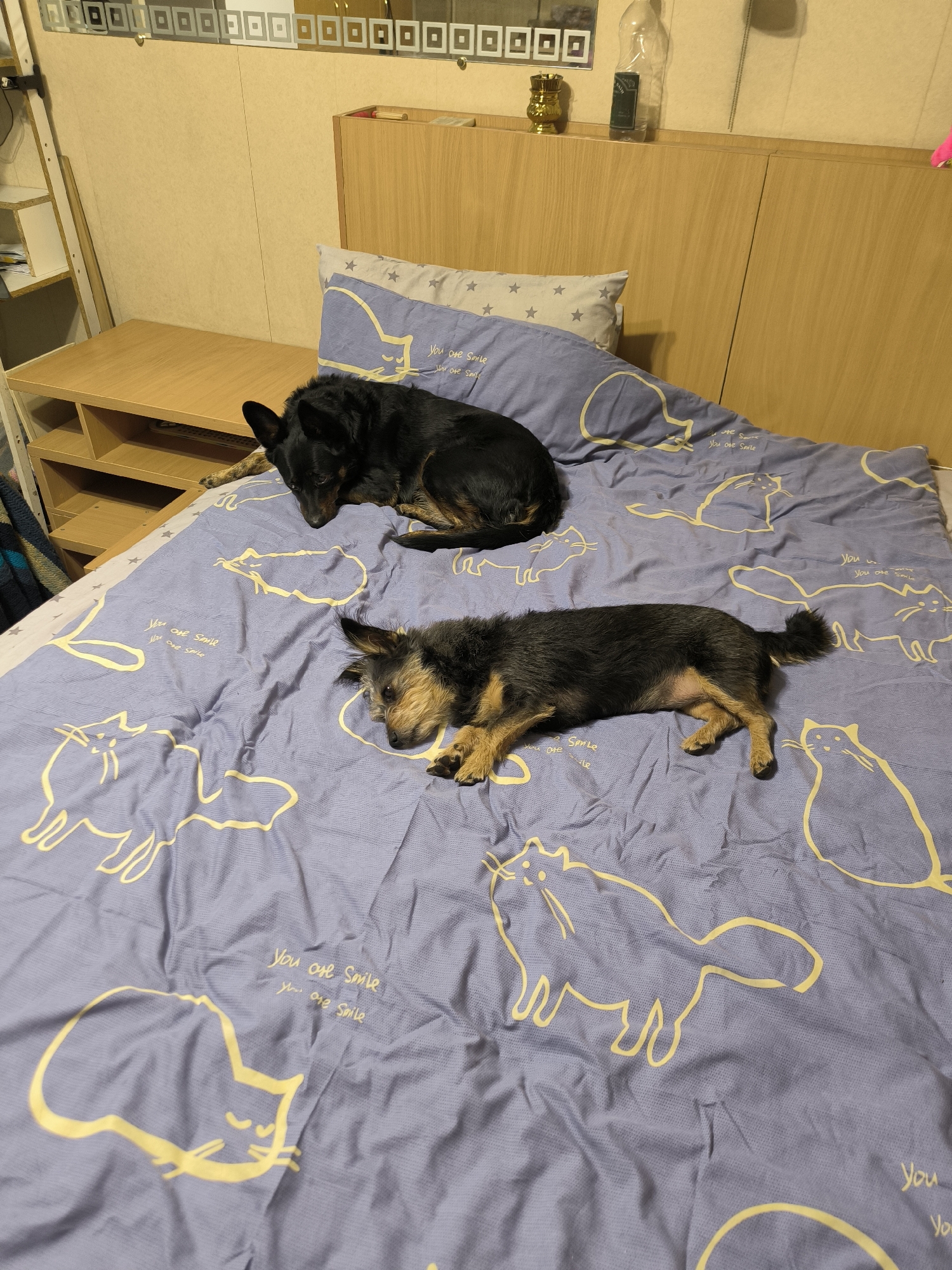 Two dogs are lying on a bed with a purple duvet cover featuring yellow cat outlines and the words "You are Smile." The larger dog, black and tan, is lying on its side with its head down, near the top of the bed. A smaller, scruffy dog with brown and black fur is lying on its side further down the bed, facing left. The bed is in a room with wooden headboard and wall paneling. A bedside table with shelves is visible to the left of the bed, and a ladder-like shelf unit is further to the left. A mirror with a decorative geometric pattern is mounted above the headboard. The environment suggests an indoor domestic setting. The specific location in the city of Mykolaiv, Ukraine, cannot be determined from the image alone.
